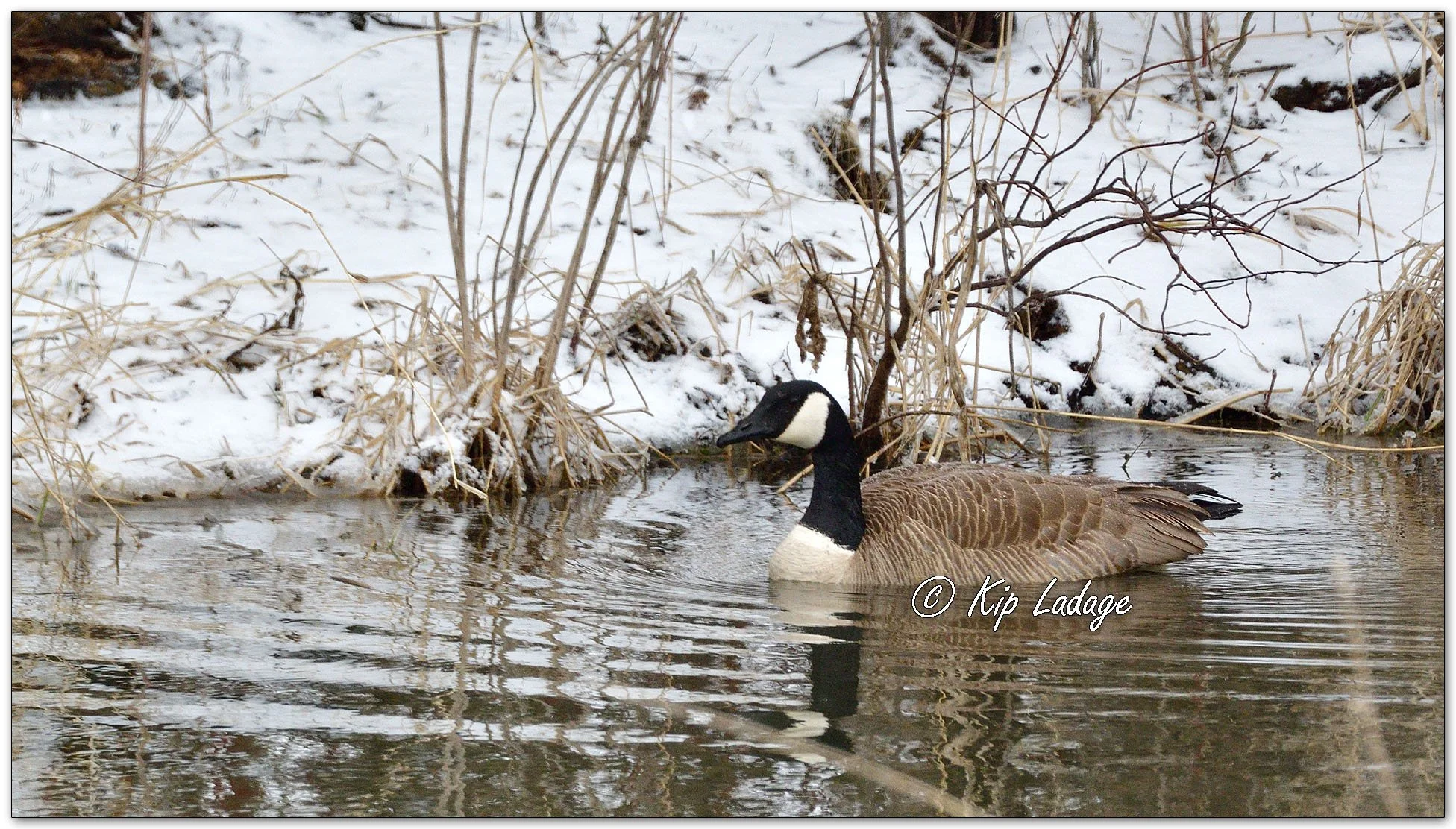 Canada Goose in Snow - Image 1072998