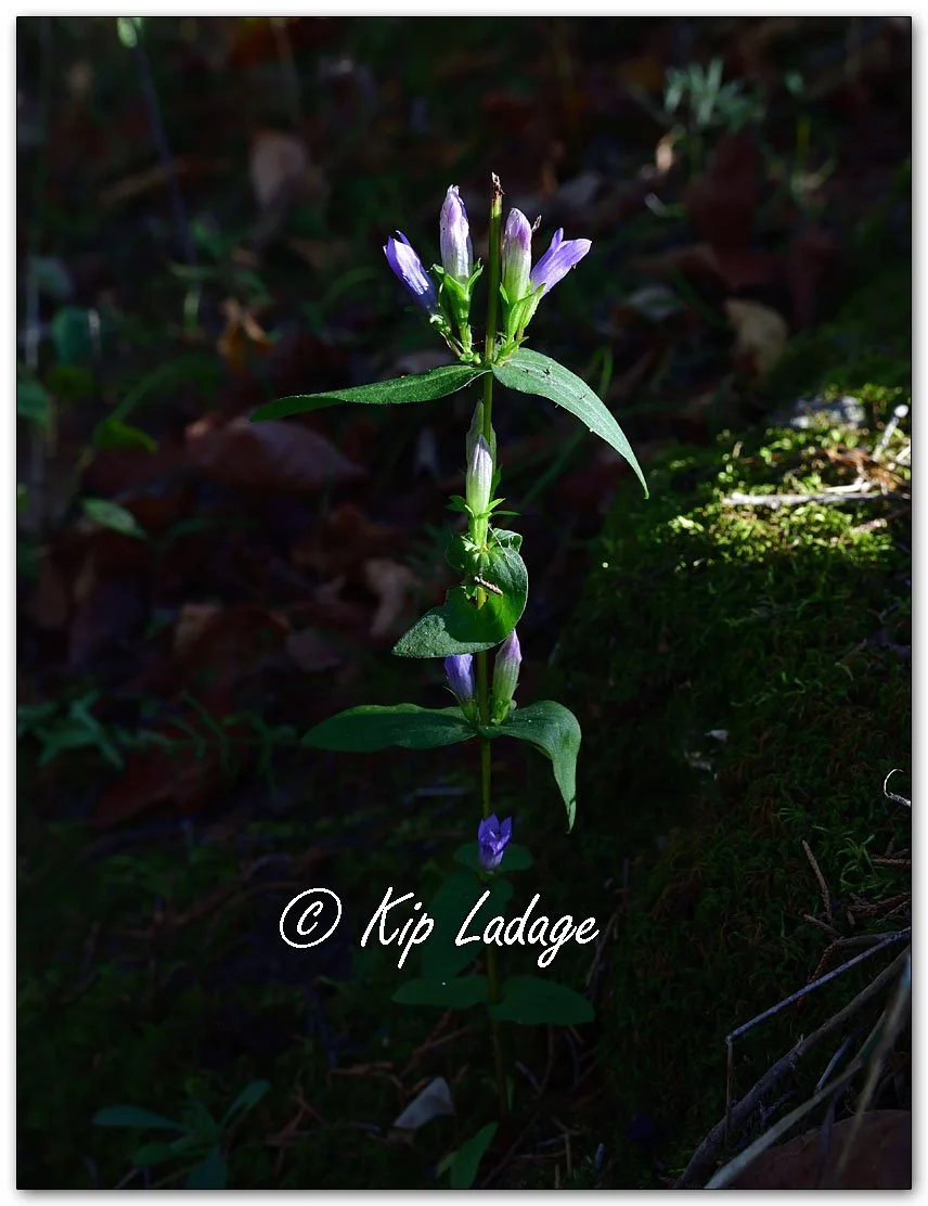 Stiff Gentian - Image 1162051