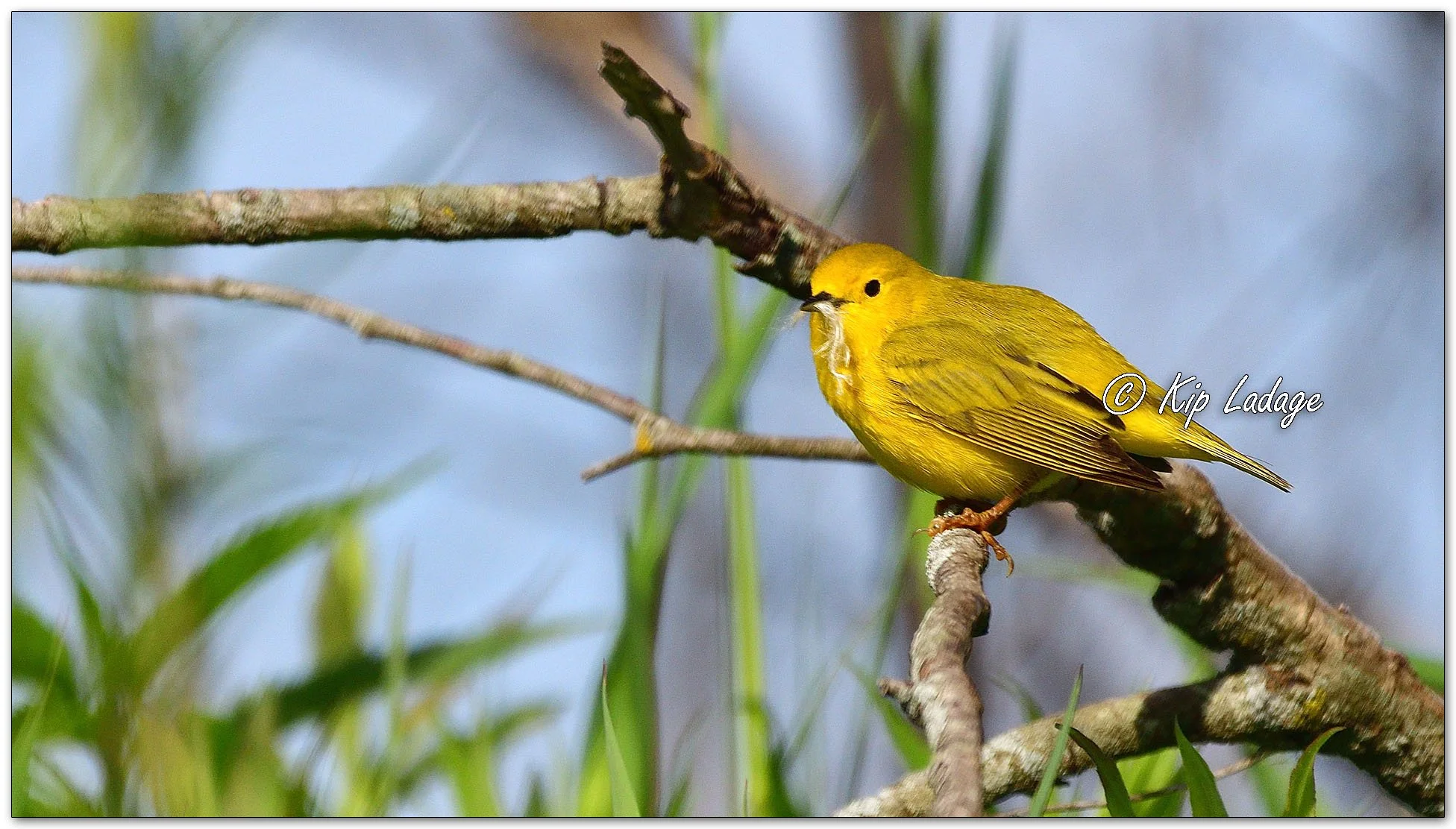 Yellow Warbler - Image 1098671
