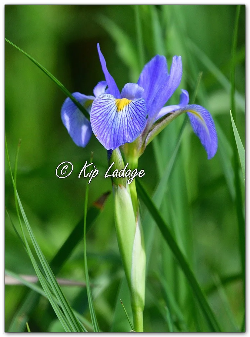 Blue Flag (Iris) - Image 1098362