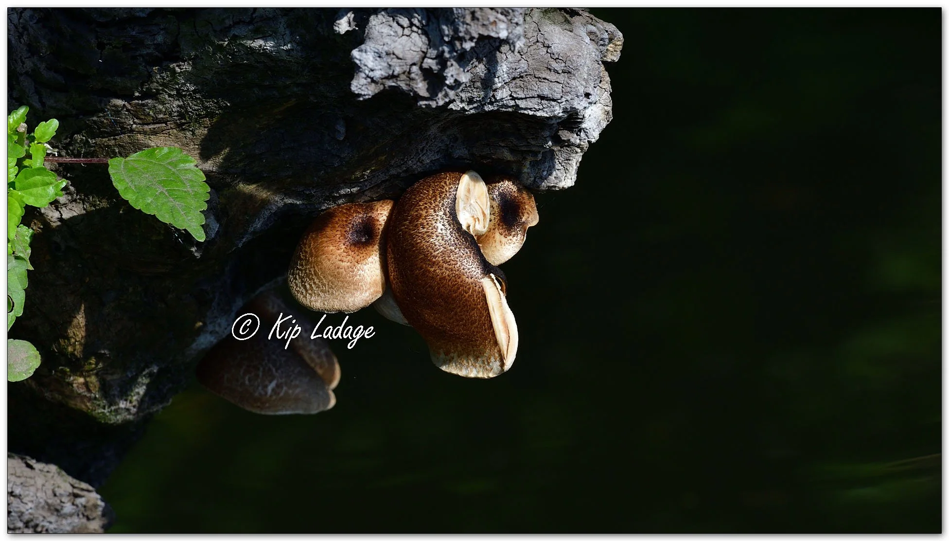 Fungi on Log - Image 1125356