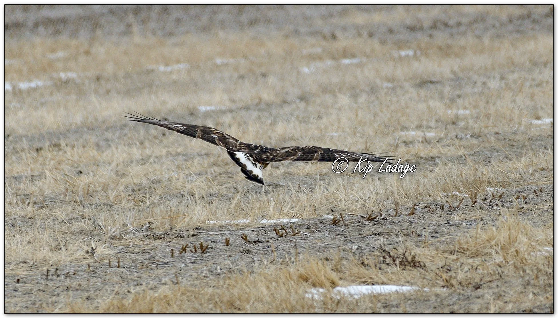 Rough-legged Hawk - Image 1054603