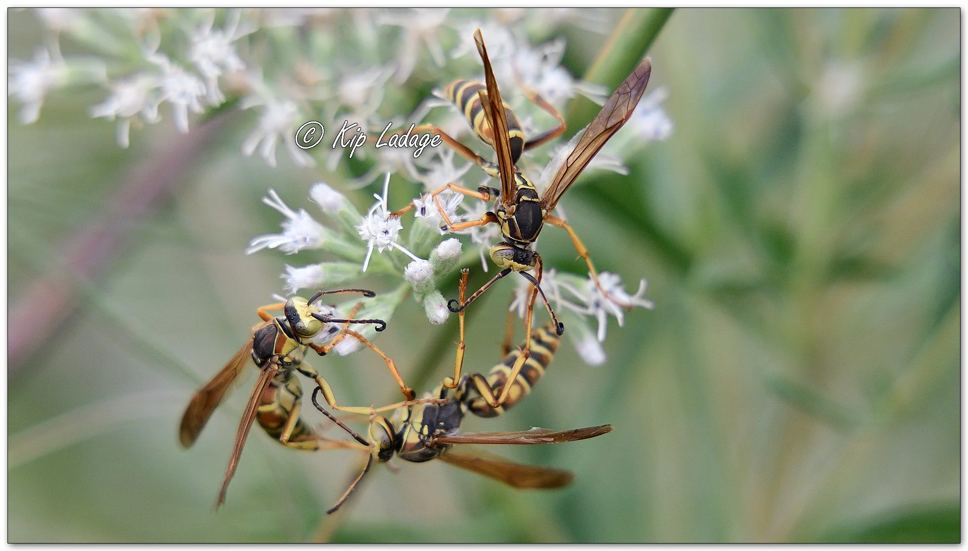 Northern Paper Wasps on Tall Boneset - Image 1152507