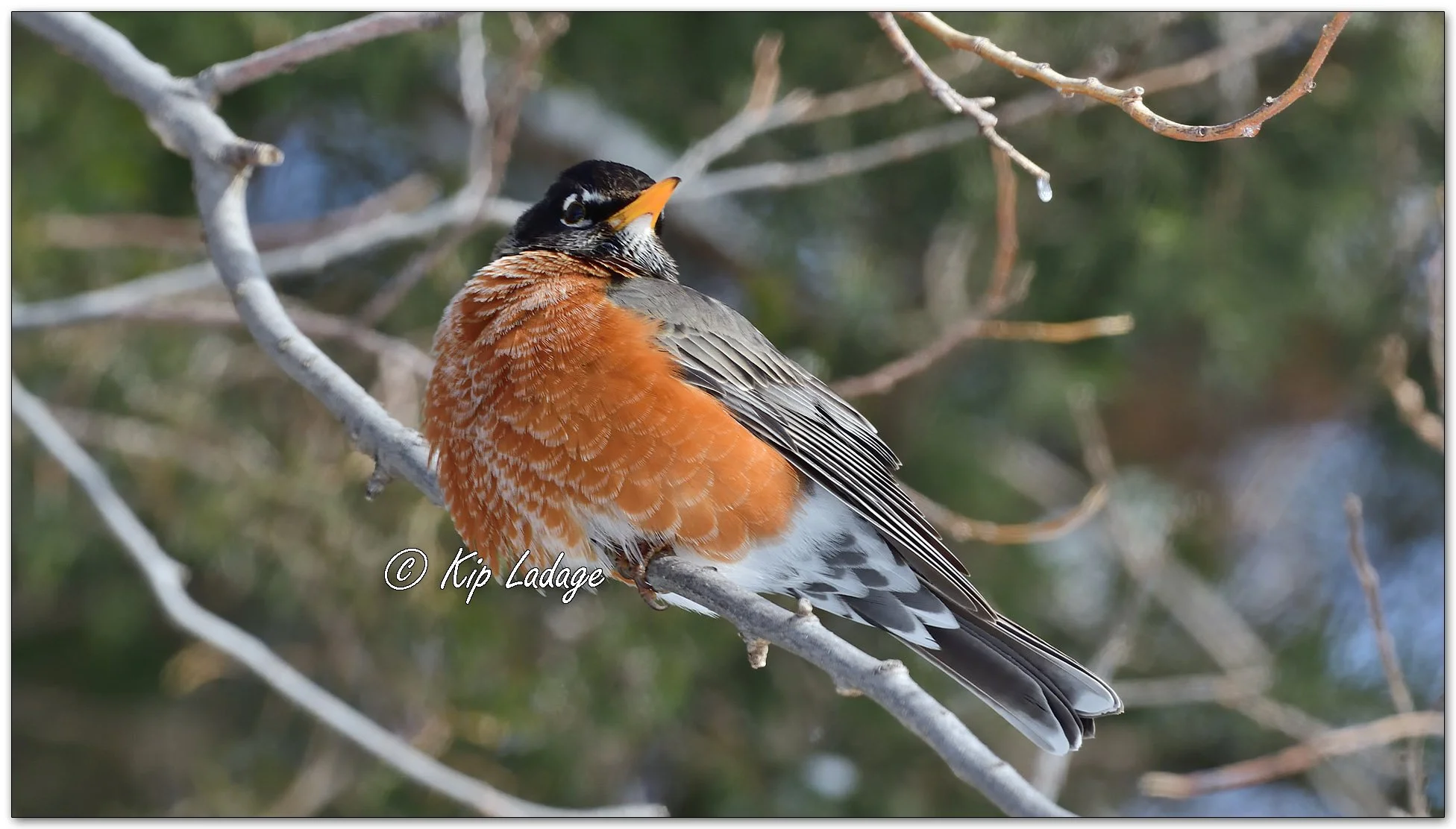 American Robin - Image 10734001 (Winter is over, right?)