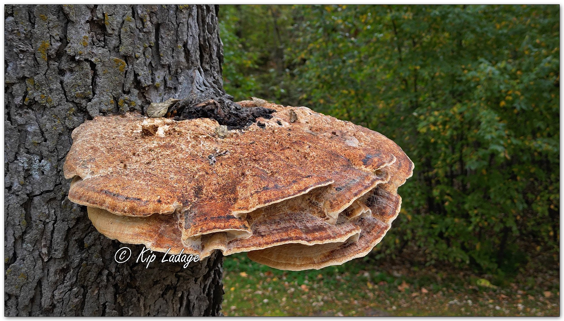 Shaggy Bracket - Image 1163312