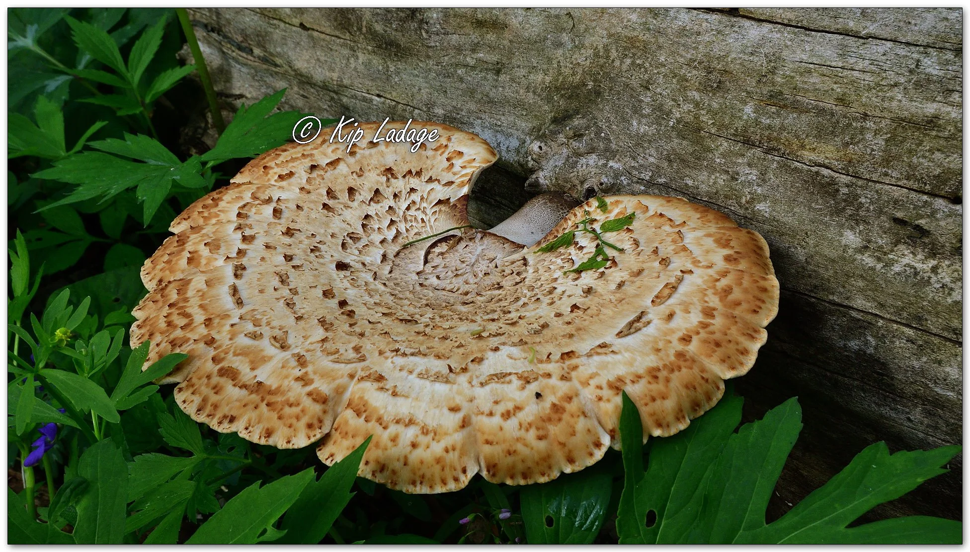 Dryad's Saddle - Image 1091325