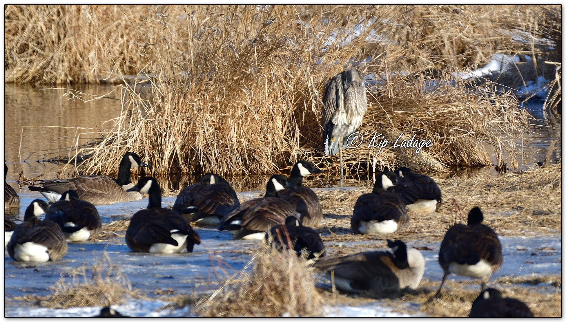 Great Blue Heron - Image 1054241