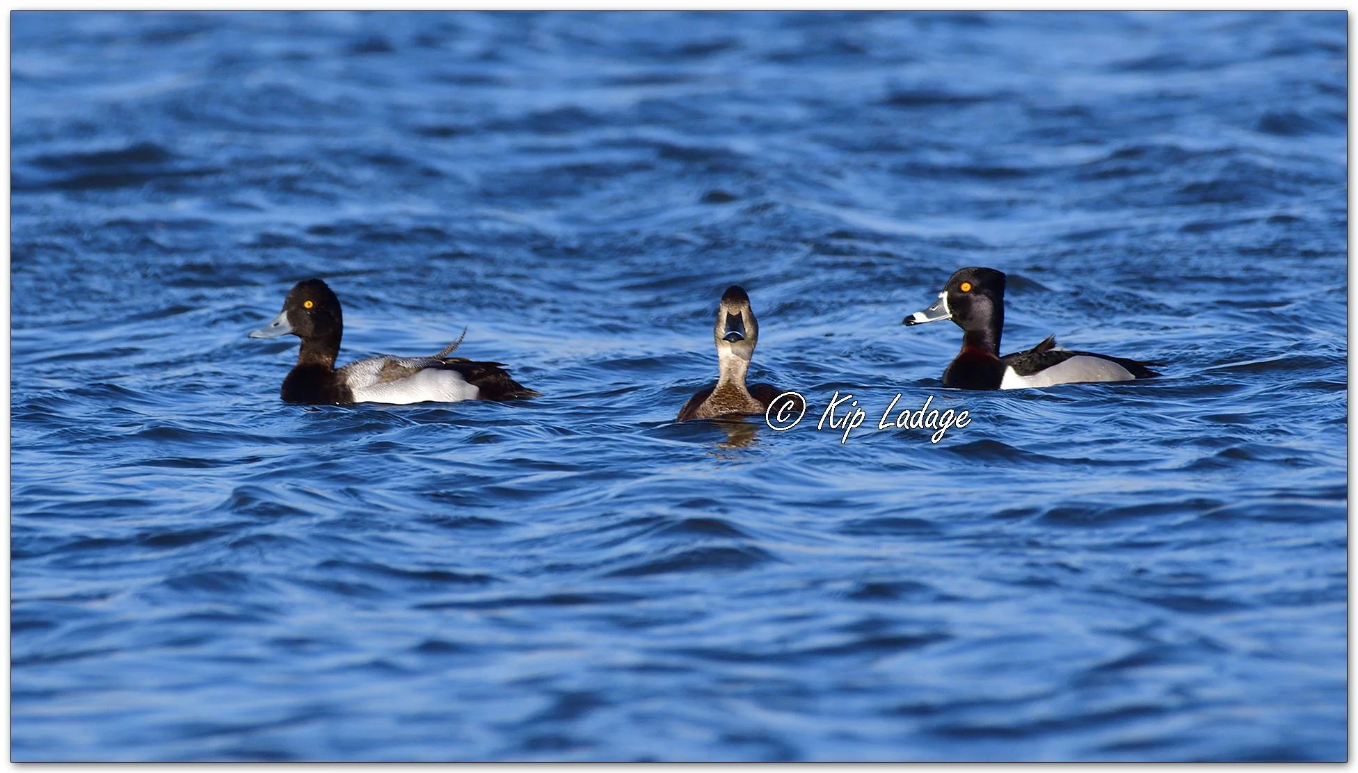Ring-necked Ducks and Scaup - Image 1071563