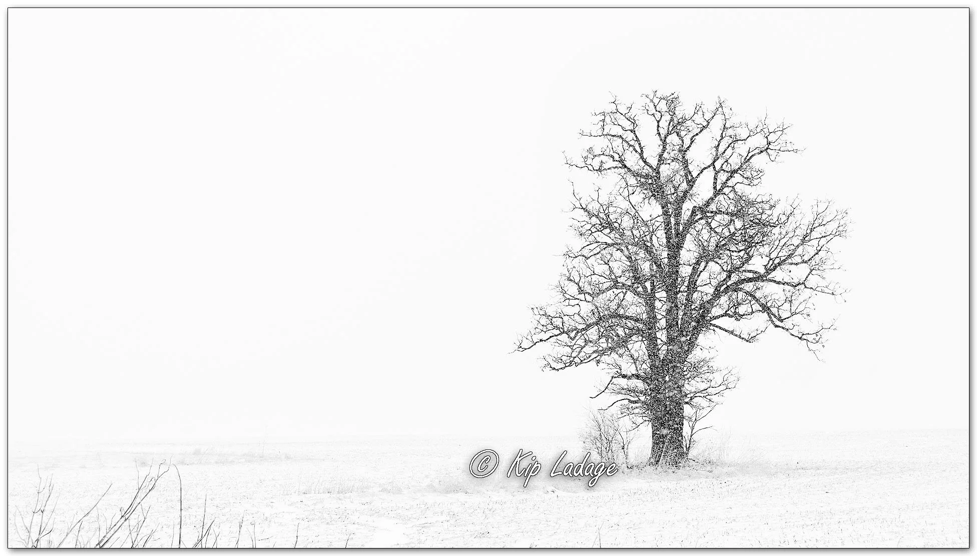 Lone Tree in Snow - Image 1073103hiconsmo