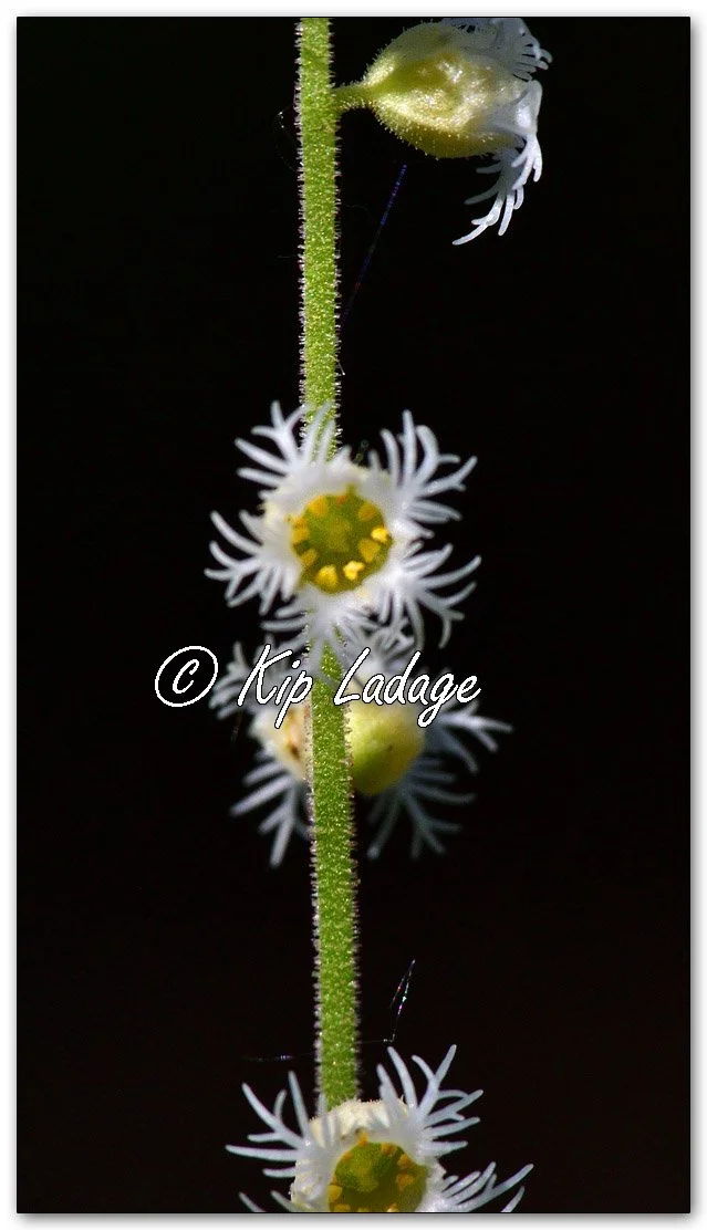Miterwort - Image 1094435