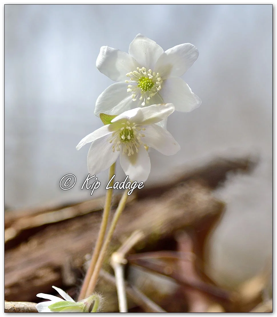 Hepatica - Image 1078380