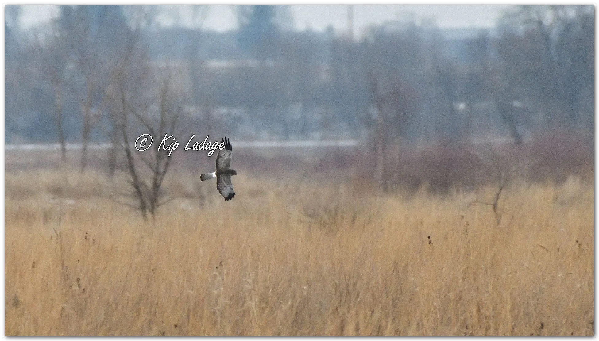 Northern Harrier - Image 1054509