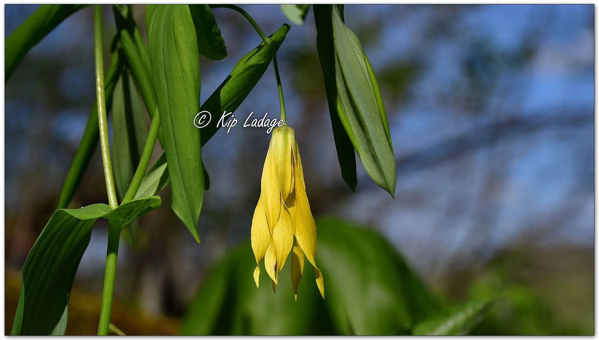 Large-flowered Bellwort - Image 1094229