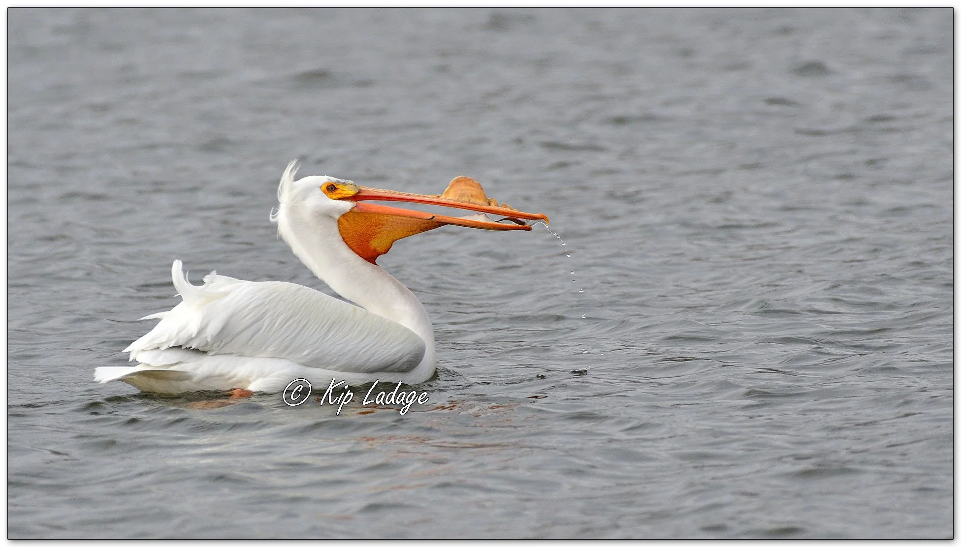 American White Pelican - Image 1081875 (with small fish)