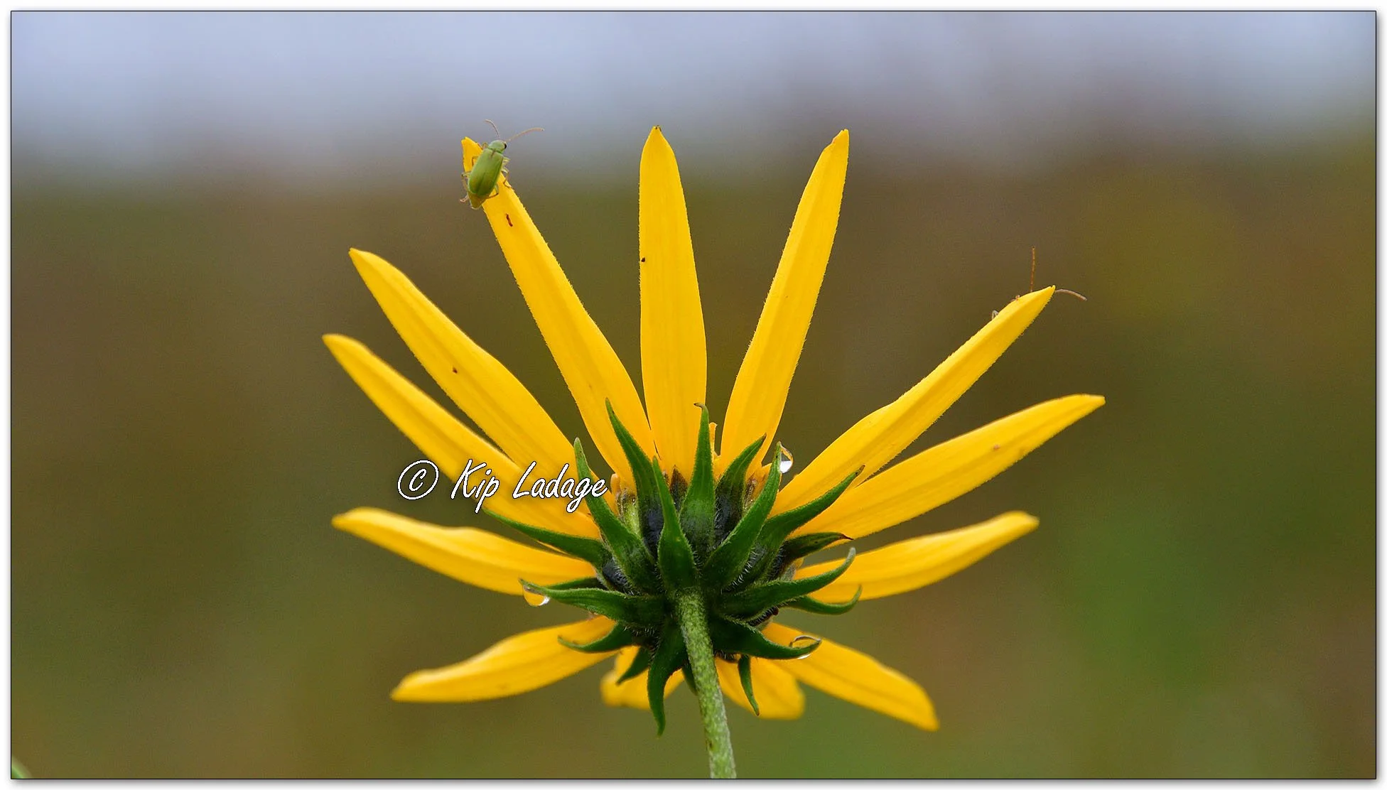 Jerusalem Artichoke - Image 1144023