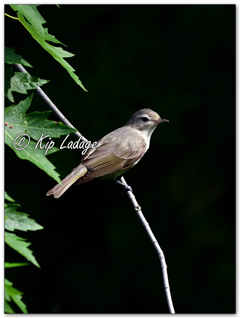 Eastern Warbling Vireo - Image 1103726