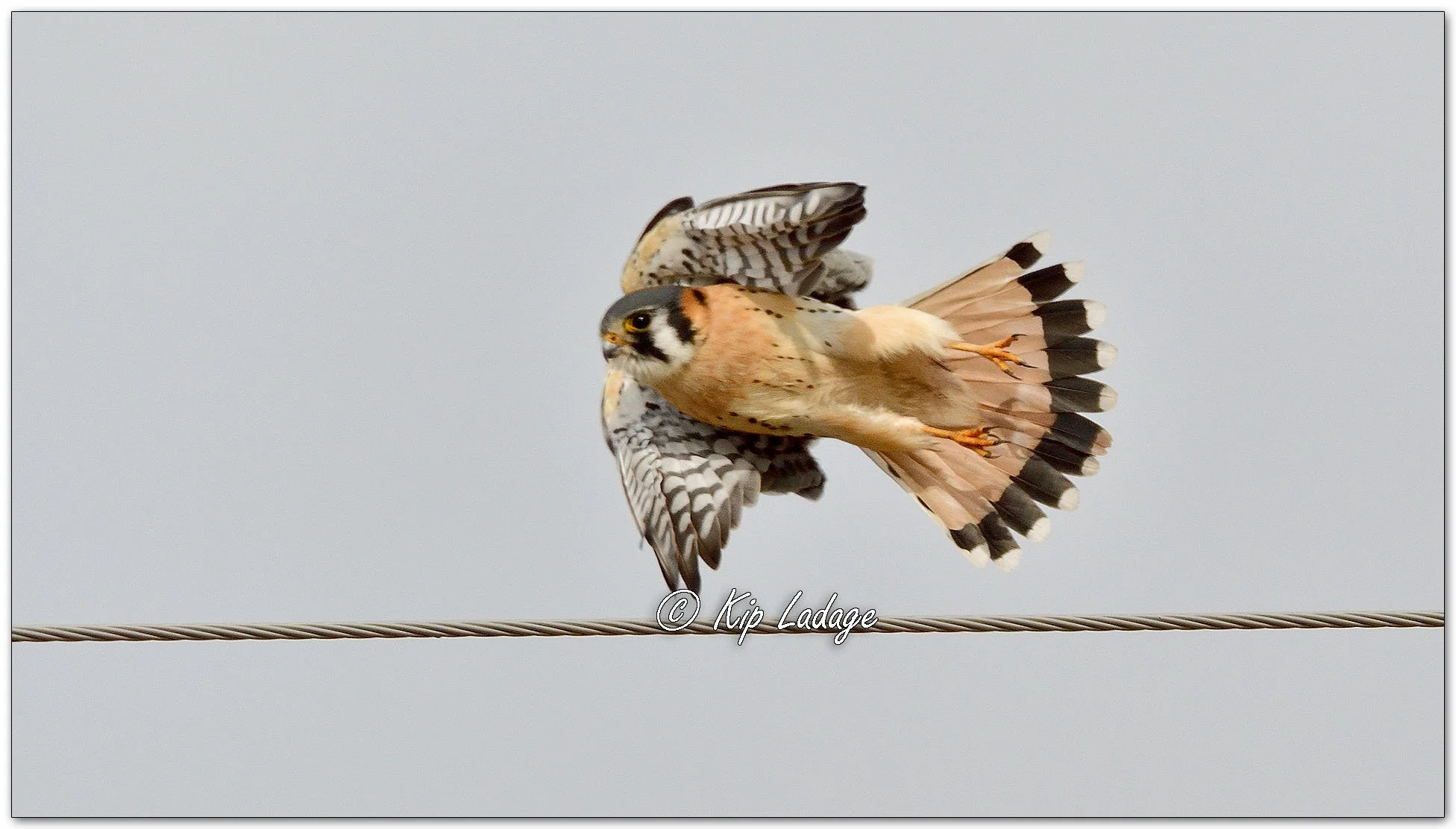 American Kestrel - Image 1063963