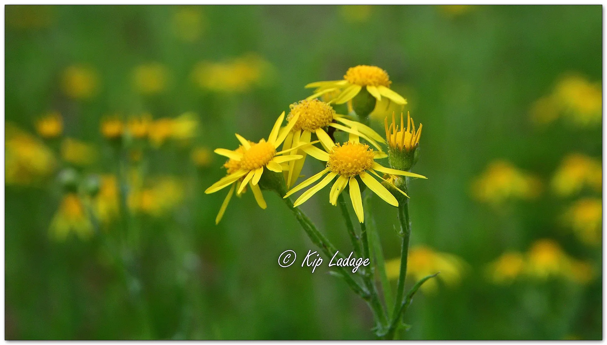 Common Ragwort - Image 1098210