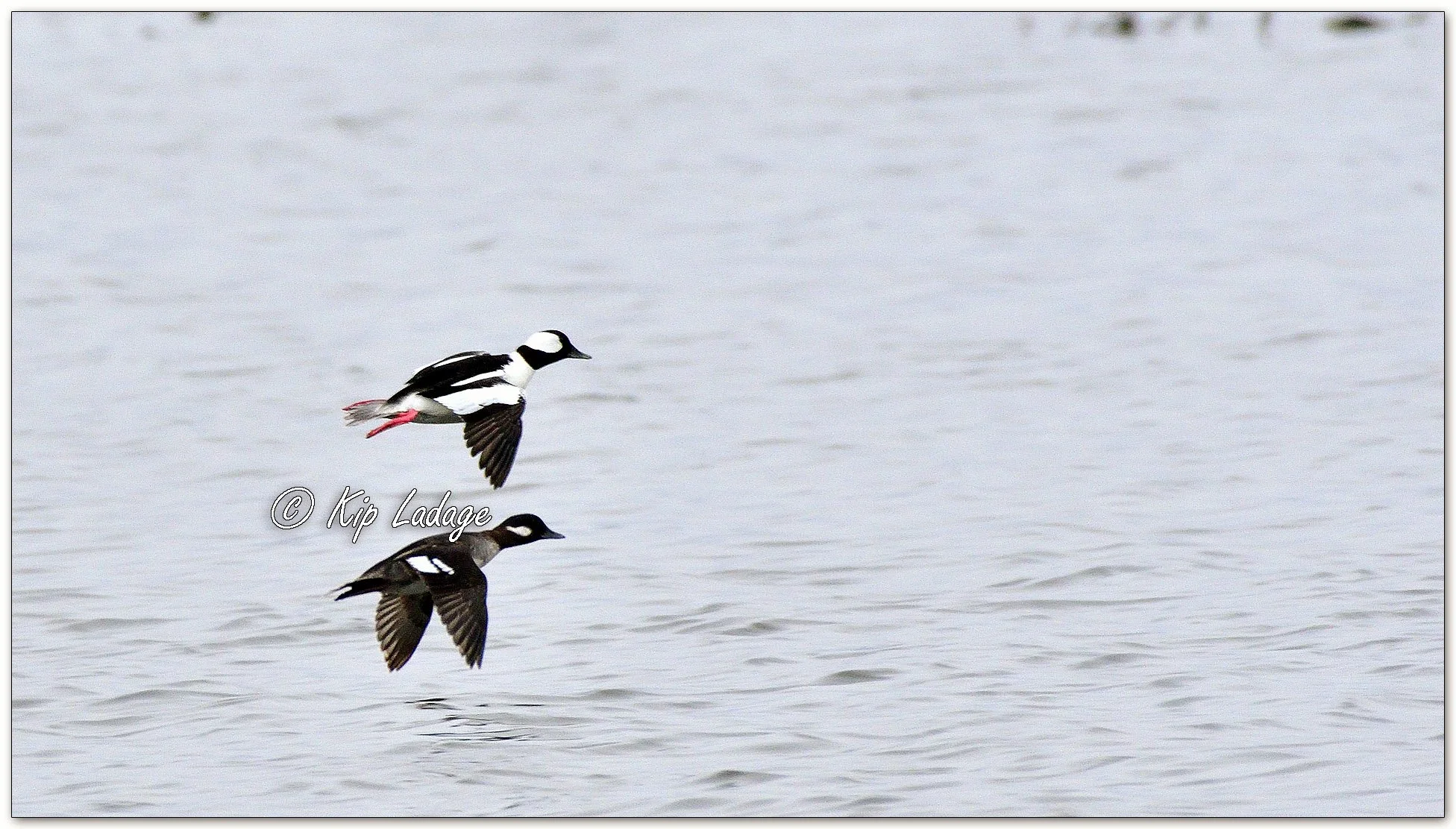 Bufflehead - Image 1072561