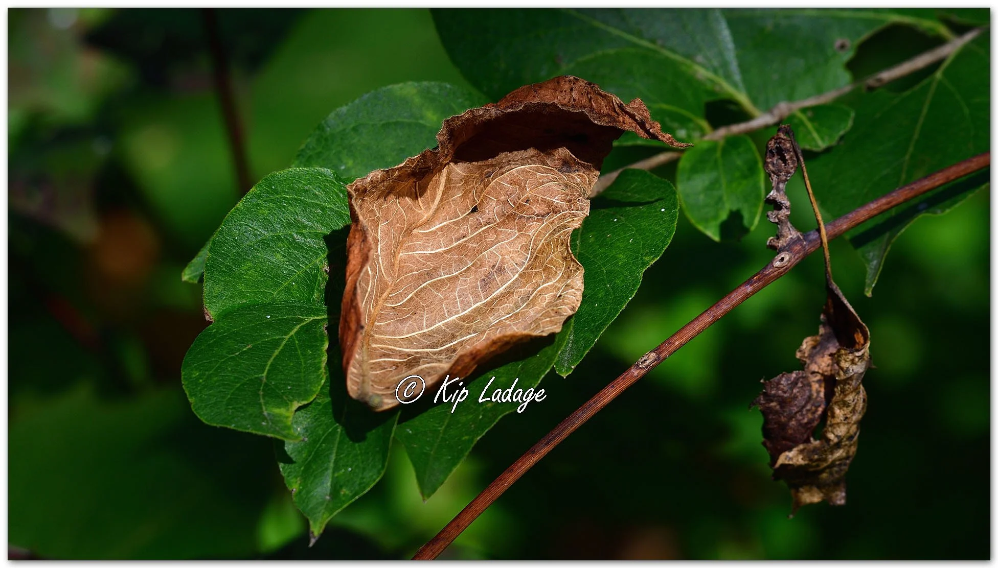 Autumn Leaf on Green Leaf - Image 1161137