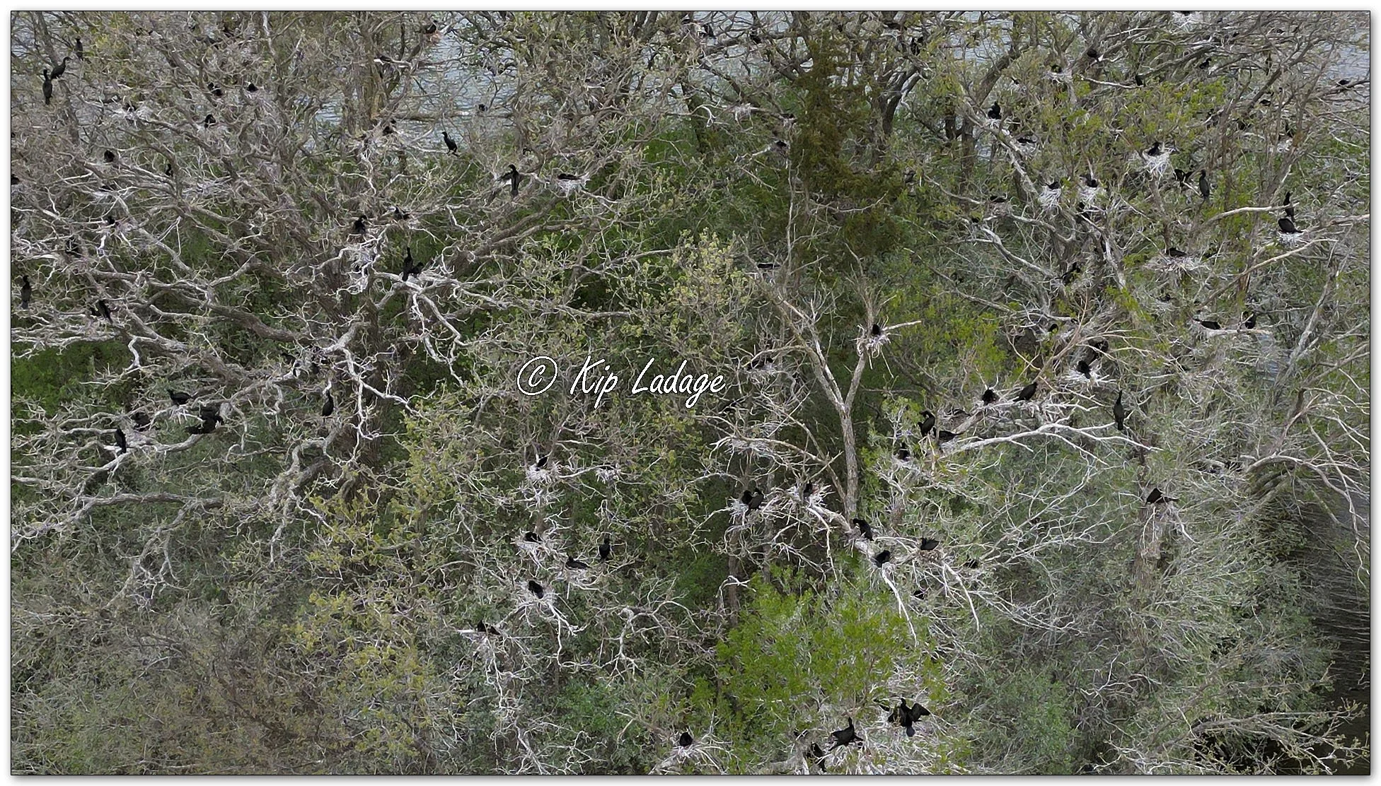 Double-crested Cormorants -  Image 1095823