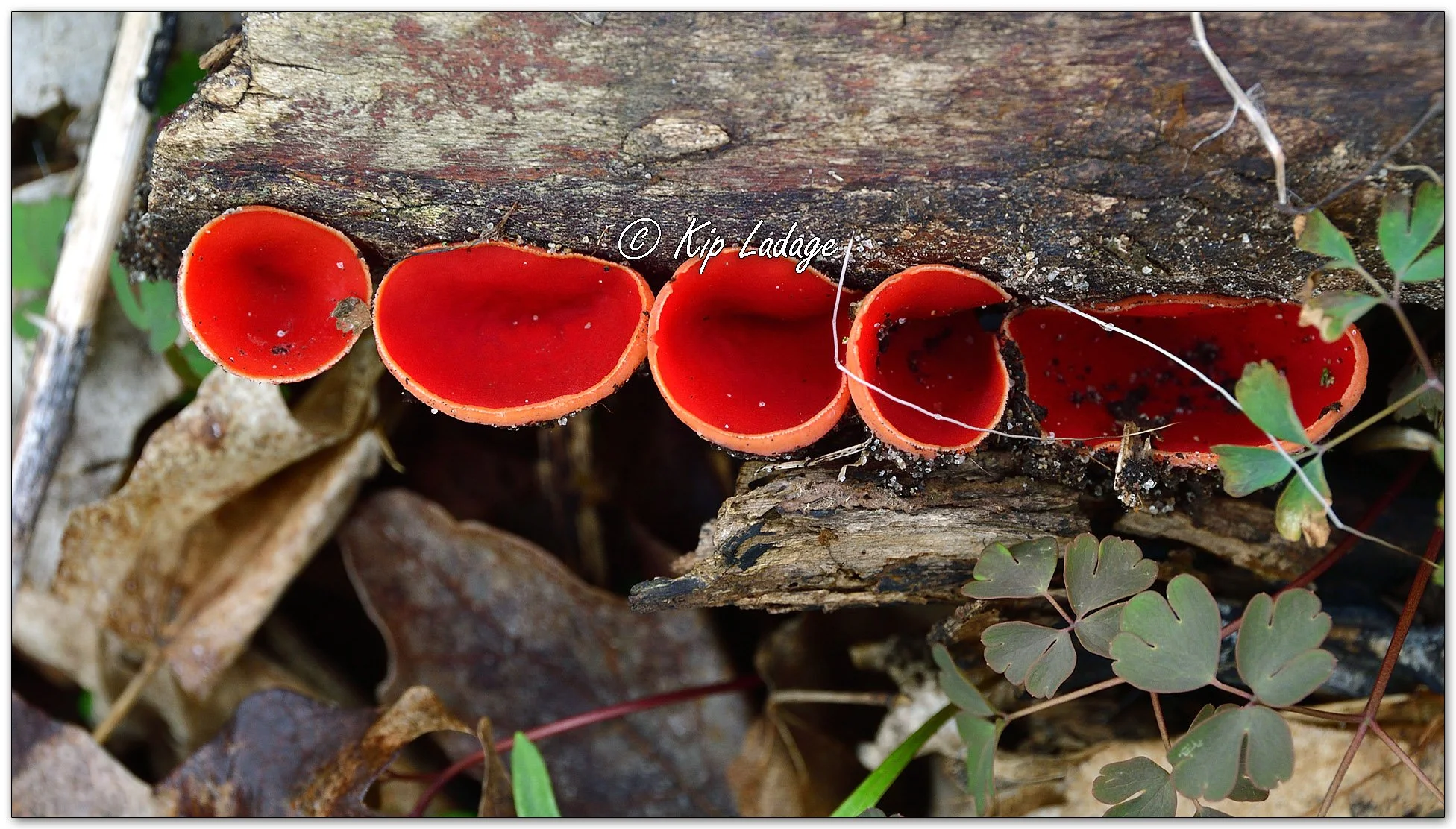 Crimson Cup Fungus - Image 1084061