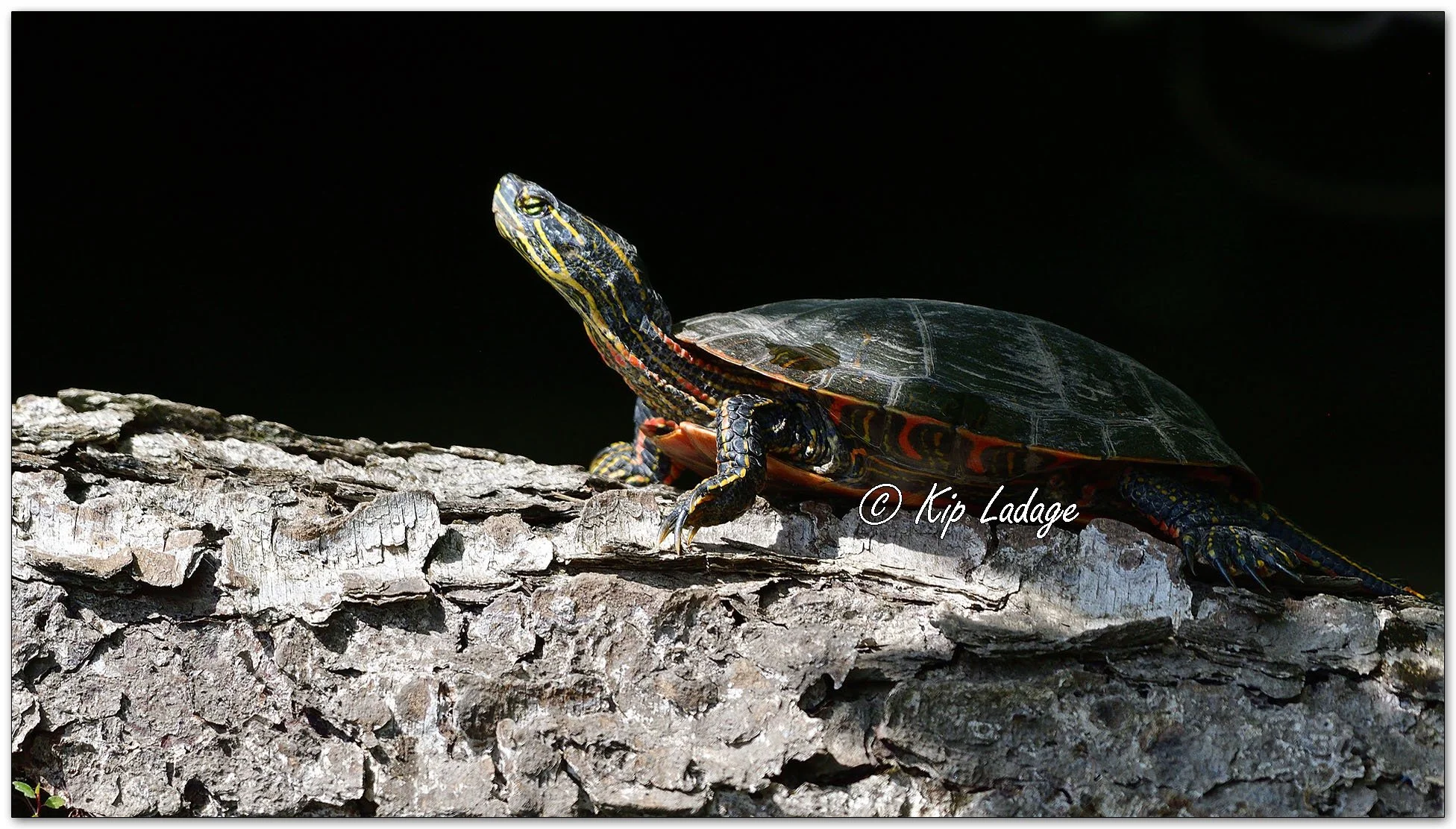 Painted Turtle on Log - Image 1140540