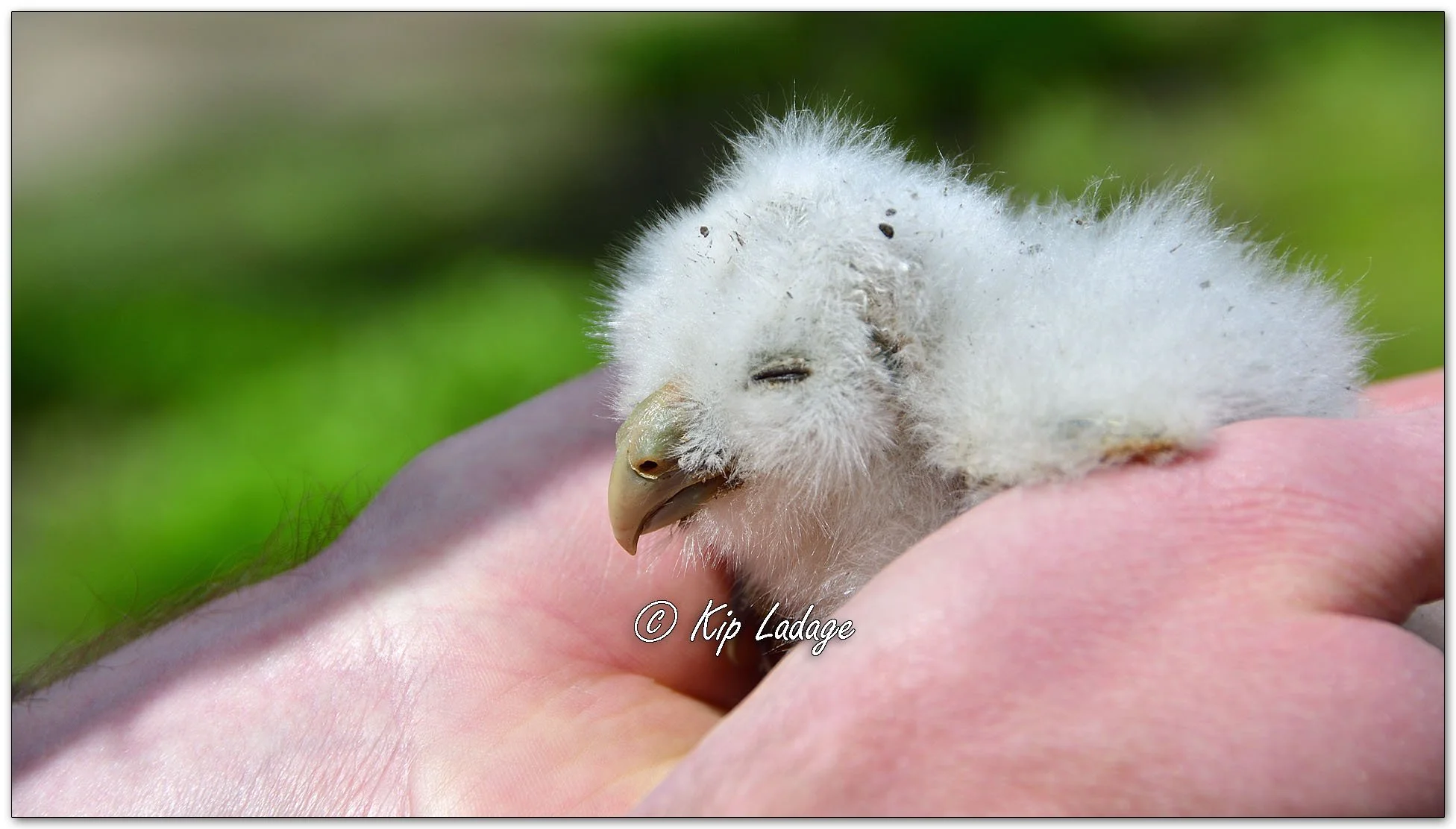 Barred Owlet - Image 1090647