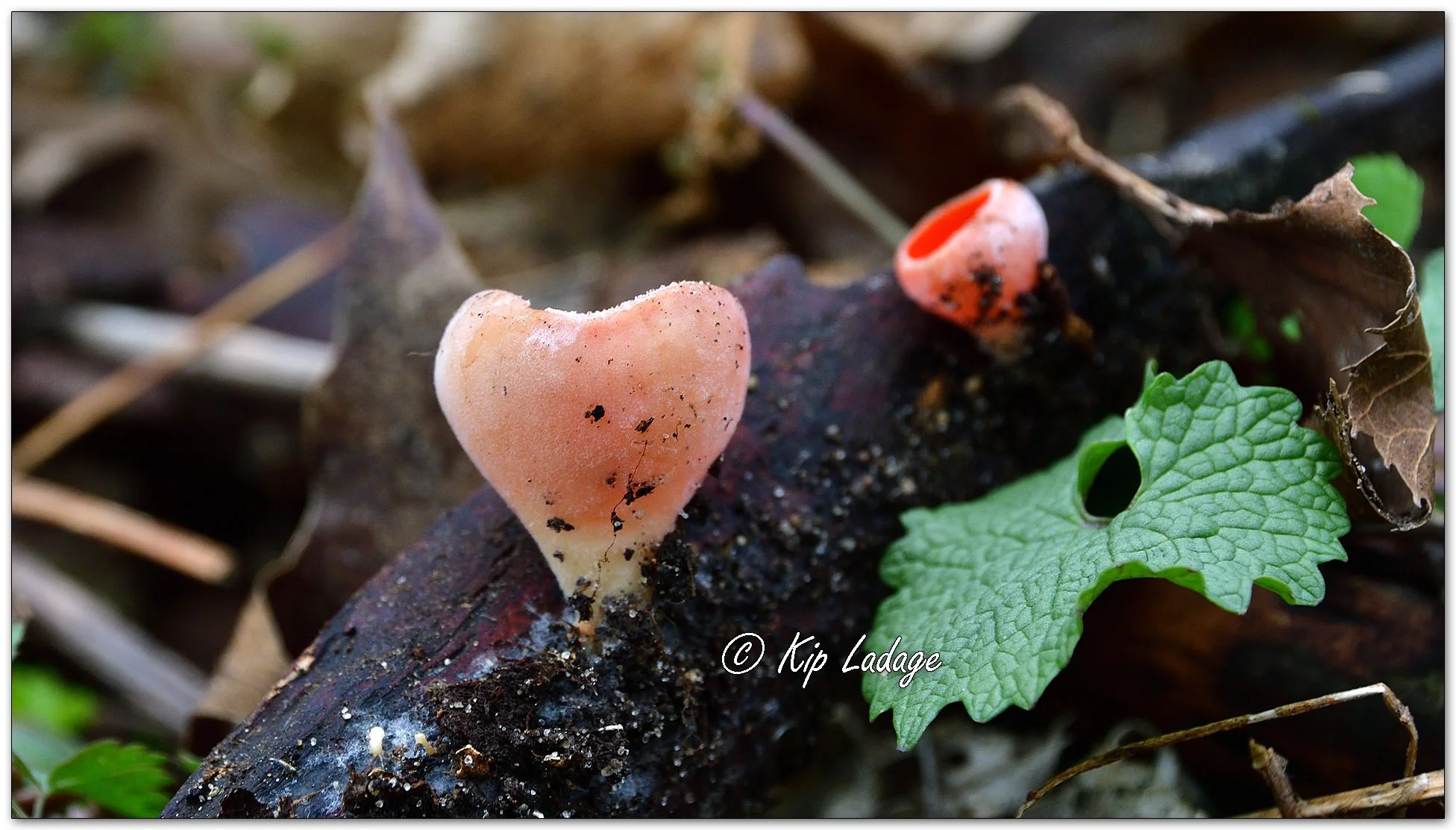 Crimson Cup Fungus - Image 1084065