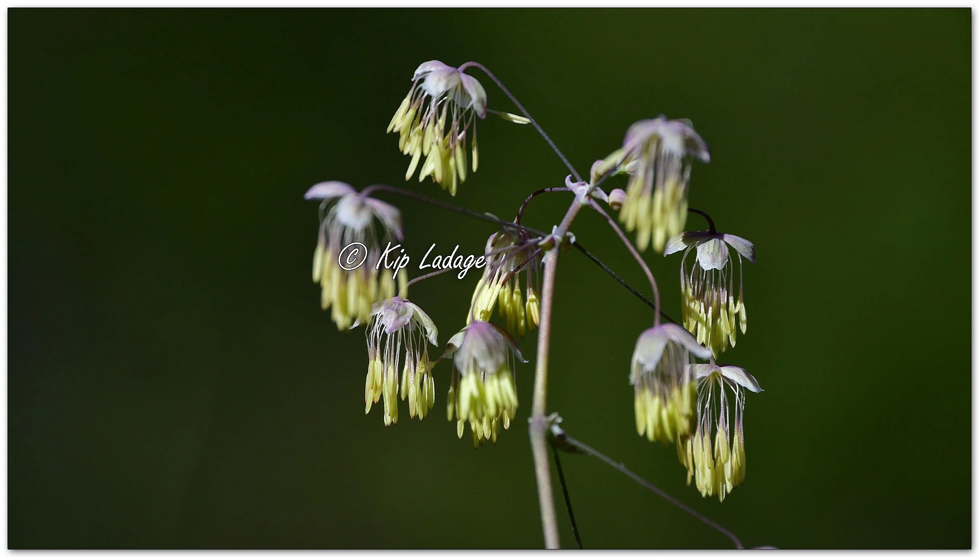Early Meadow Rue - Image 1094186