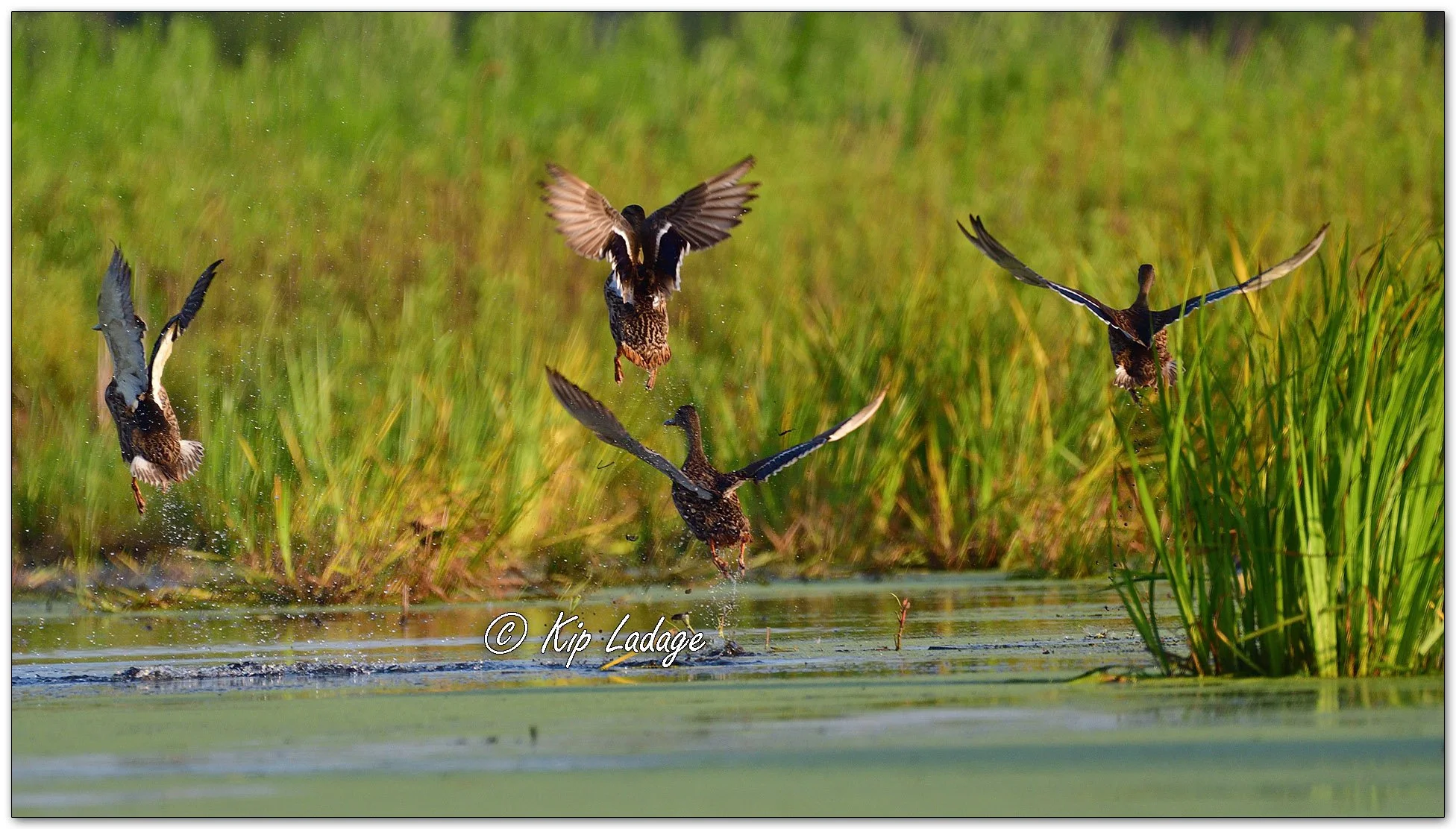 Mallards - Image 1124705