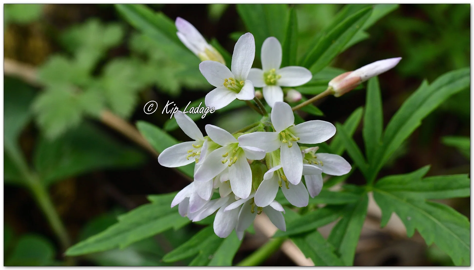 Cutleaf Toothwort - Image 1089636