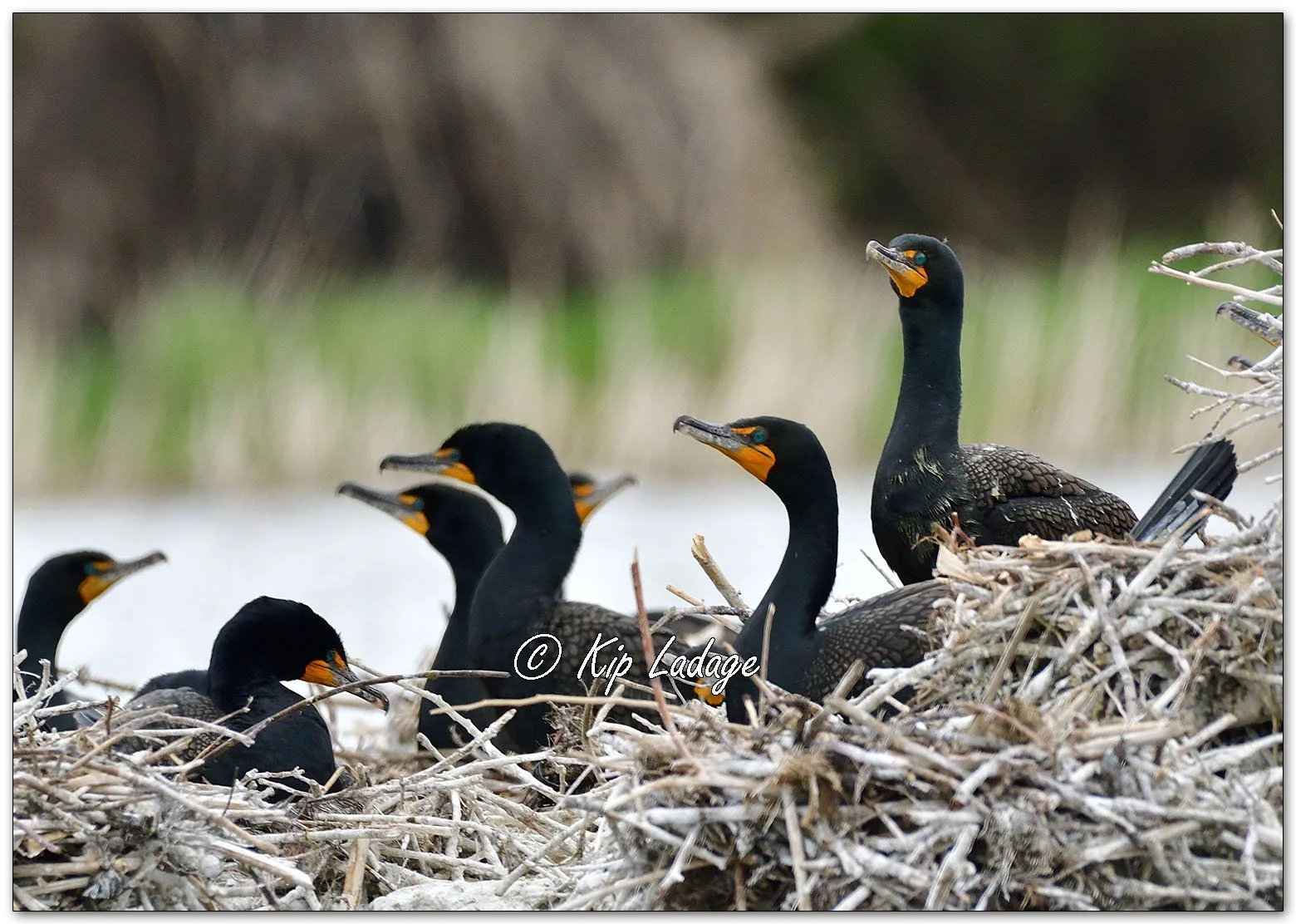Double-crested Cormorants - Image 1095752