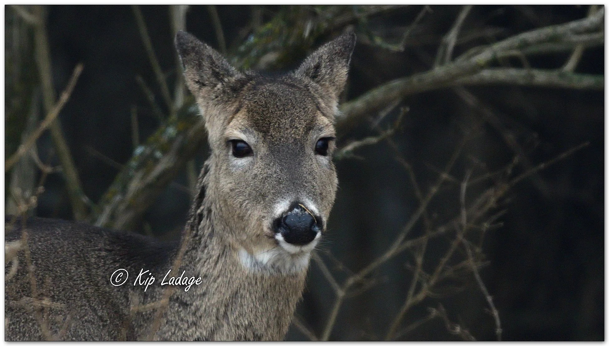 Whitetail Deer in Fog Close - Image 1054848
