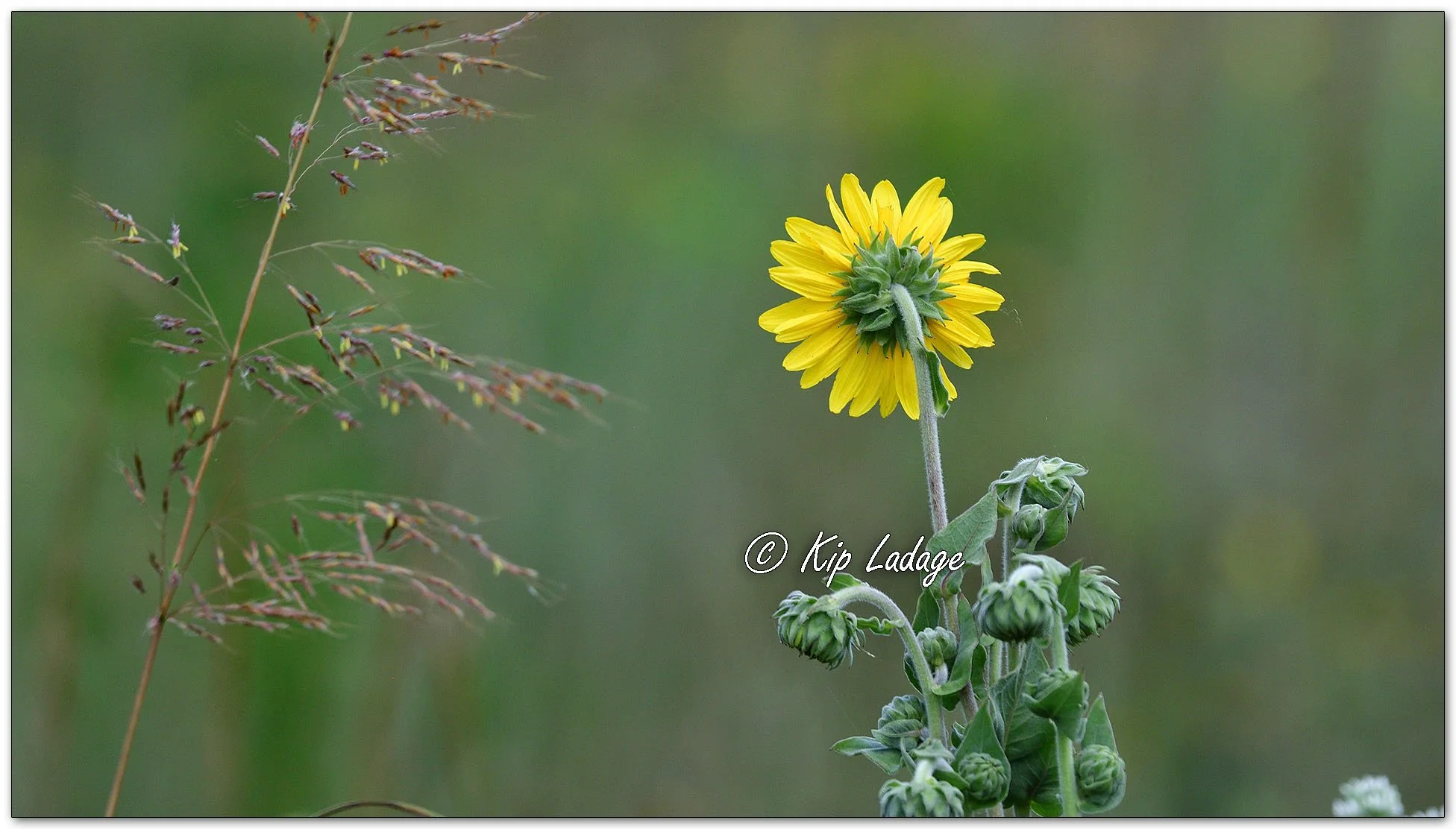 Swollen Sunflower - Image 1135836