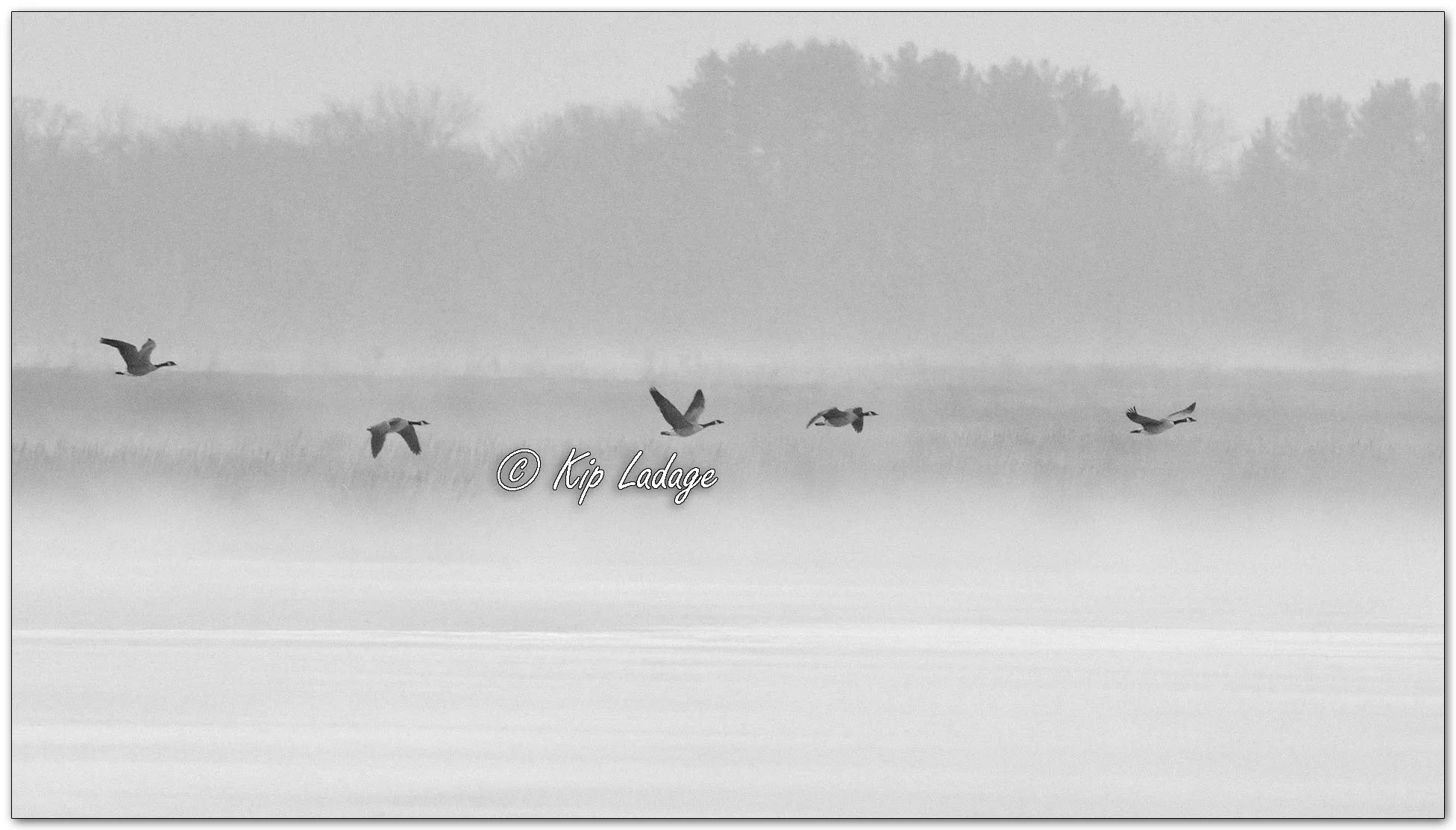 Canada Geese in Fog - Image 1068592mono