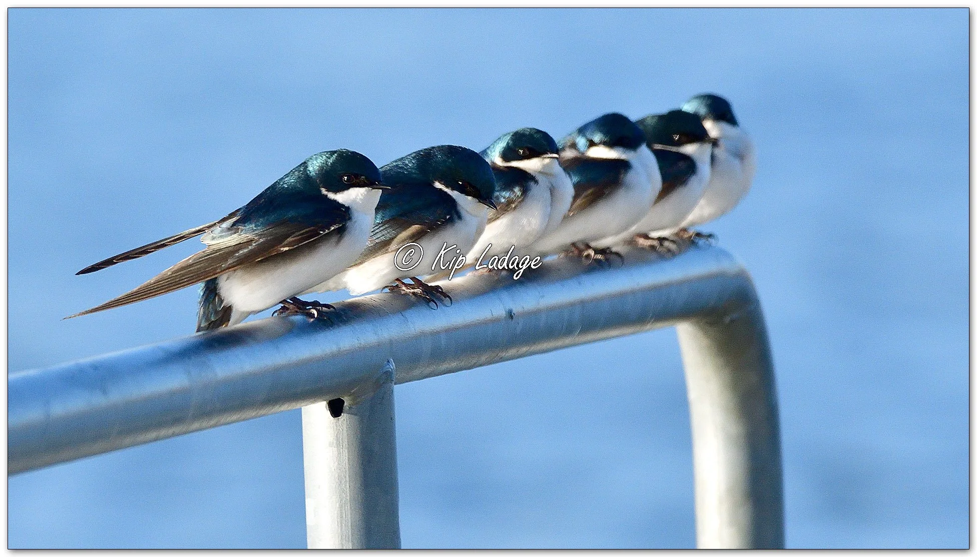 Tree Swallows - Image 1083413