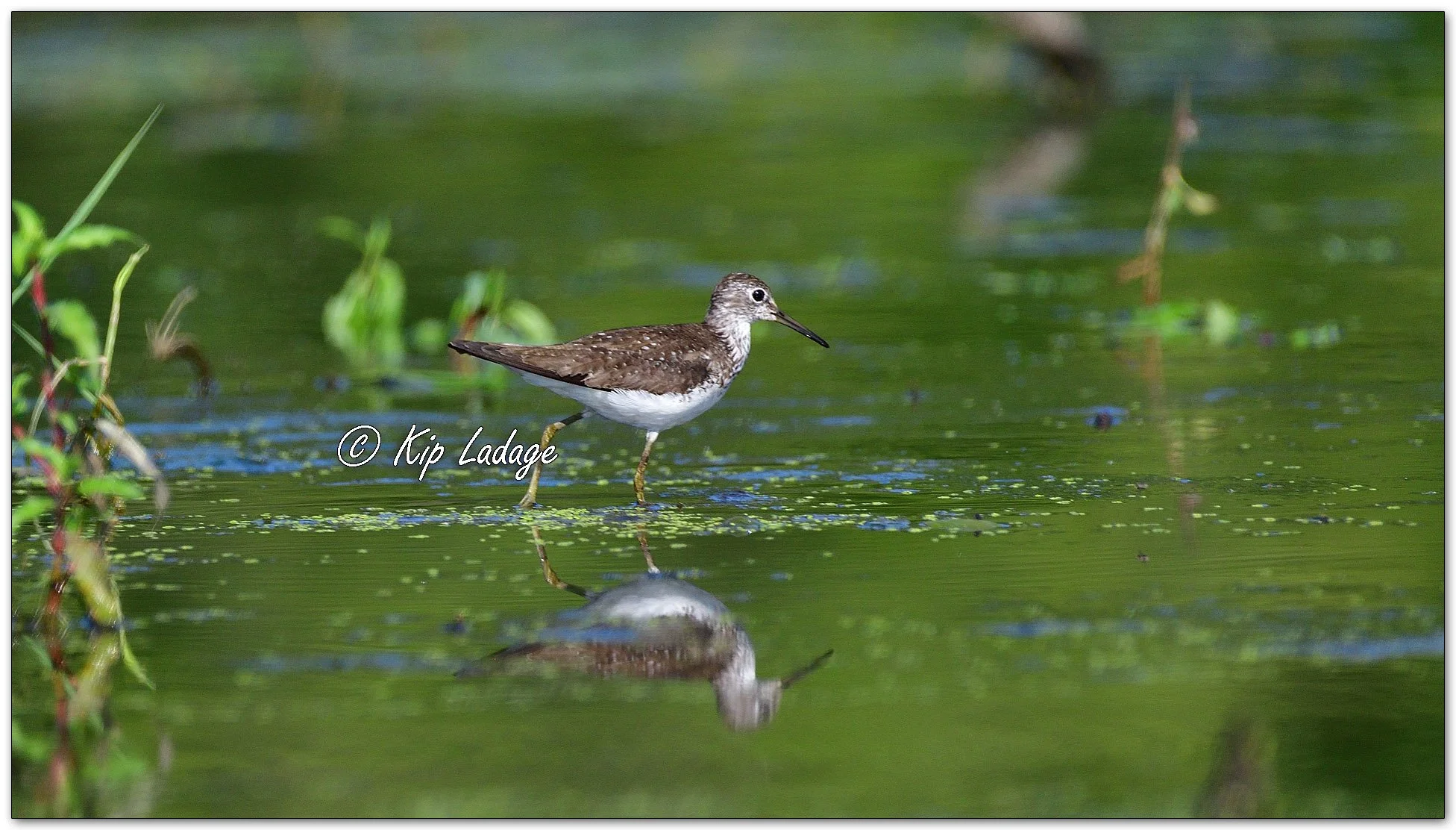 Solitary Sandpiper - Image 1123198