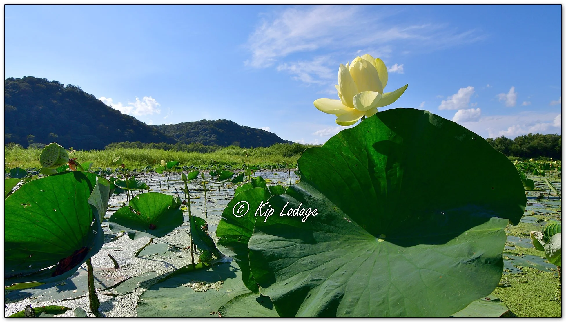 American Lotus - Image 1137963