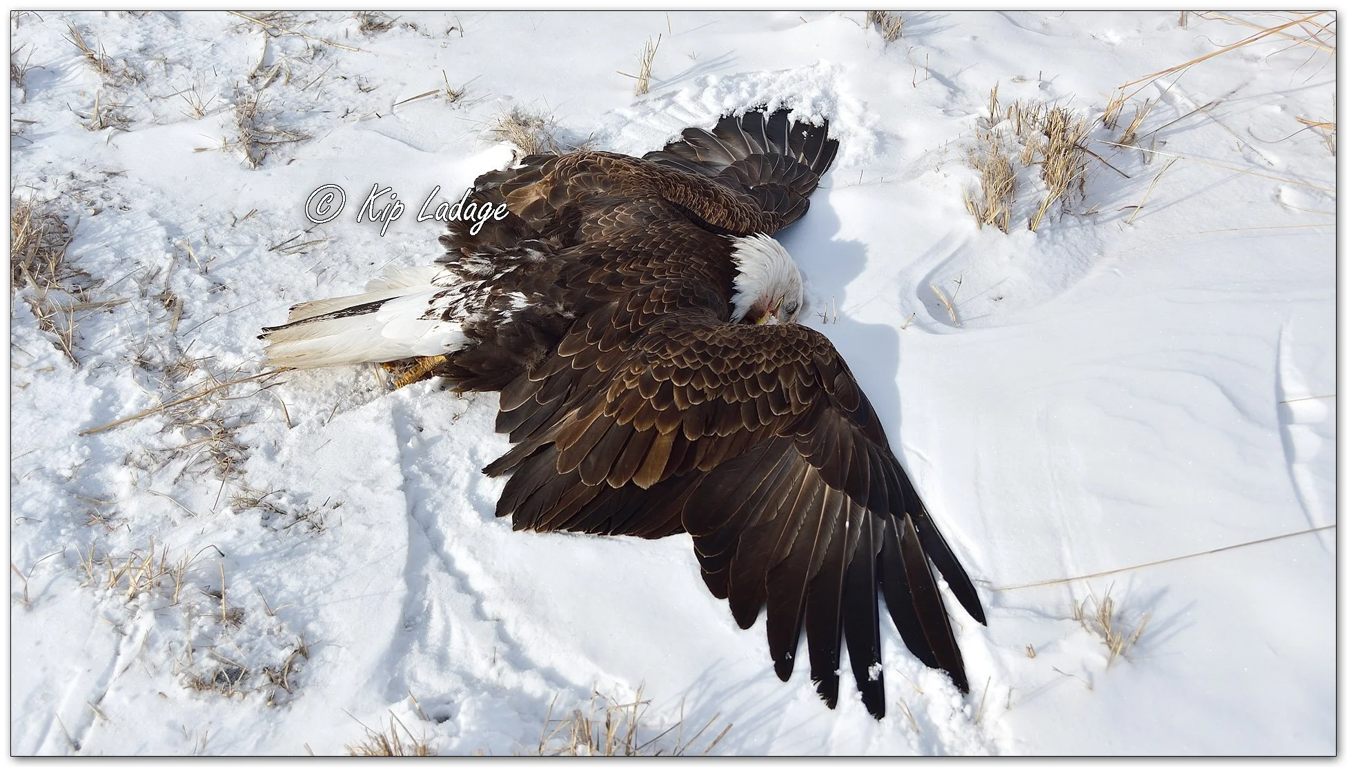 Dead Bald Eagle - Image 1074201