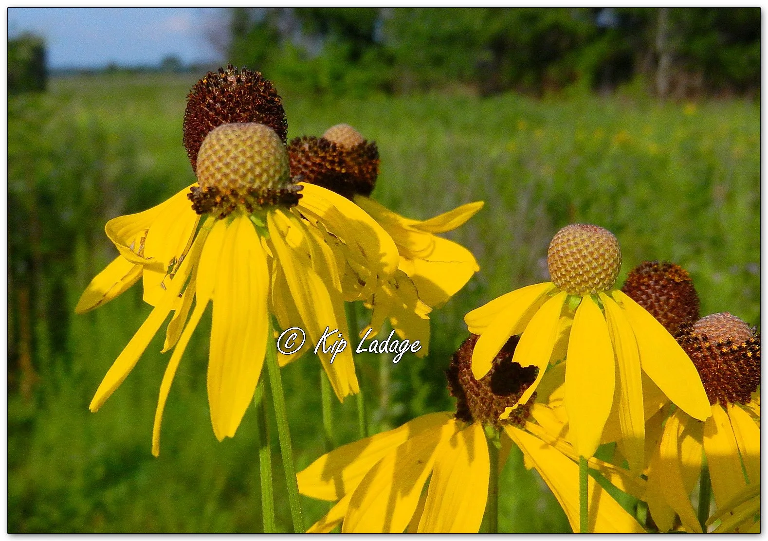 Gray-headed Coneflowers - Image 1124687