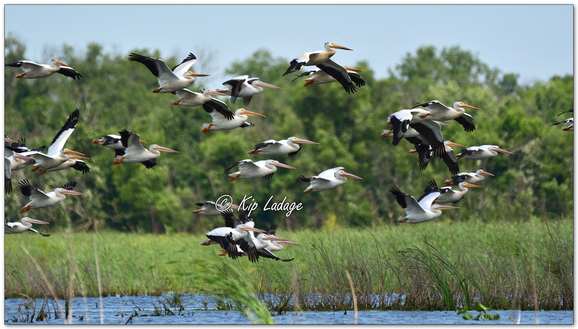 American White Pelicans - Image 1114921