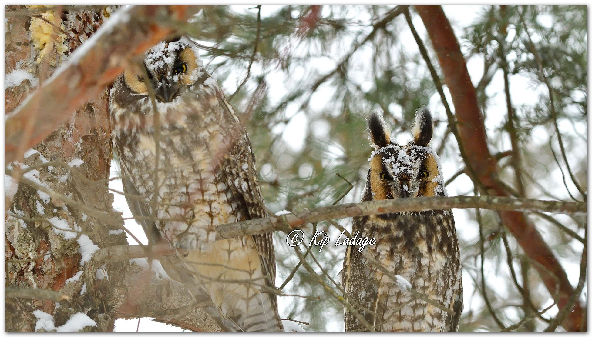 Long-eared Owls - Image 1058685