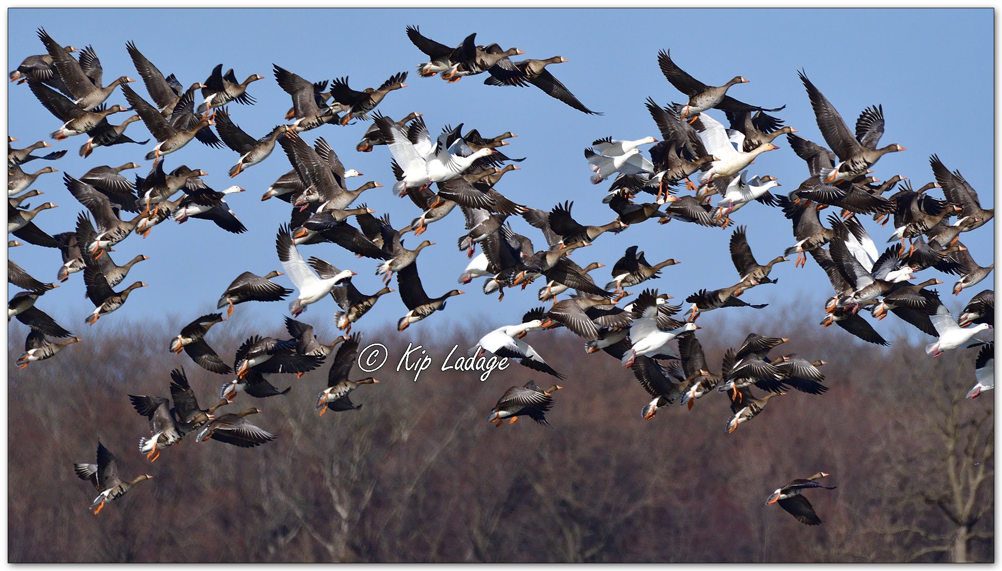 Greater White-fronted and Snow Geese - Image  1070975