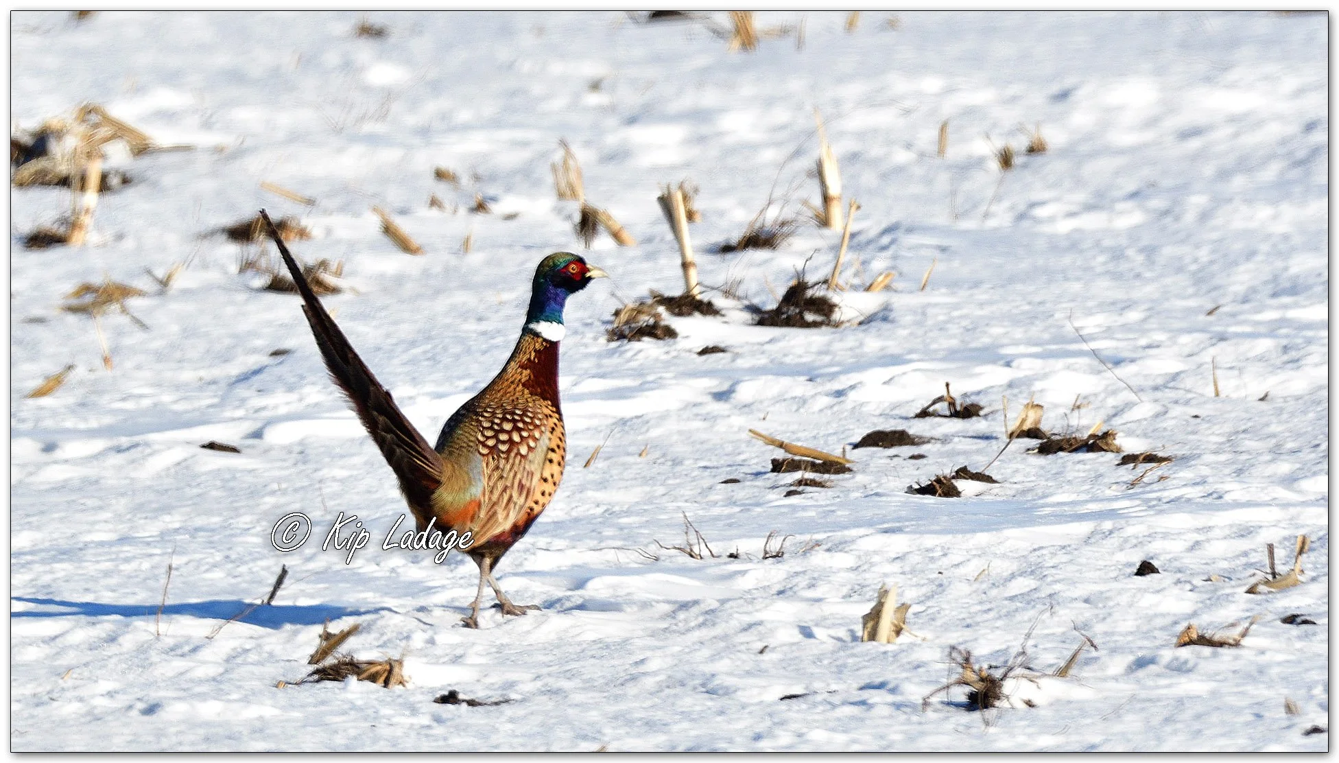 Rooster Ring-necked Pheasant - Image 1049472