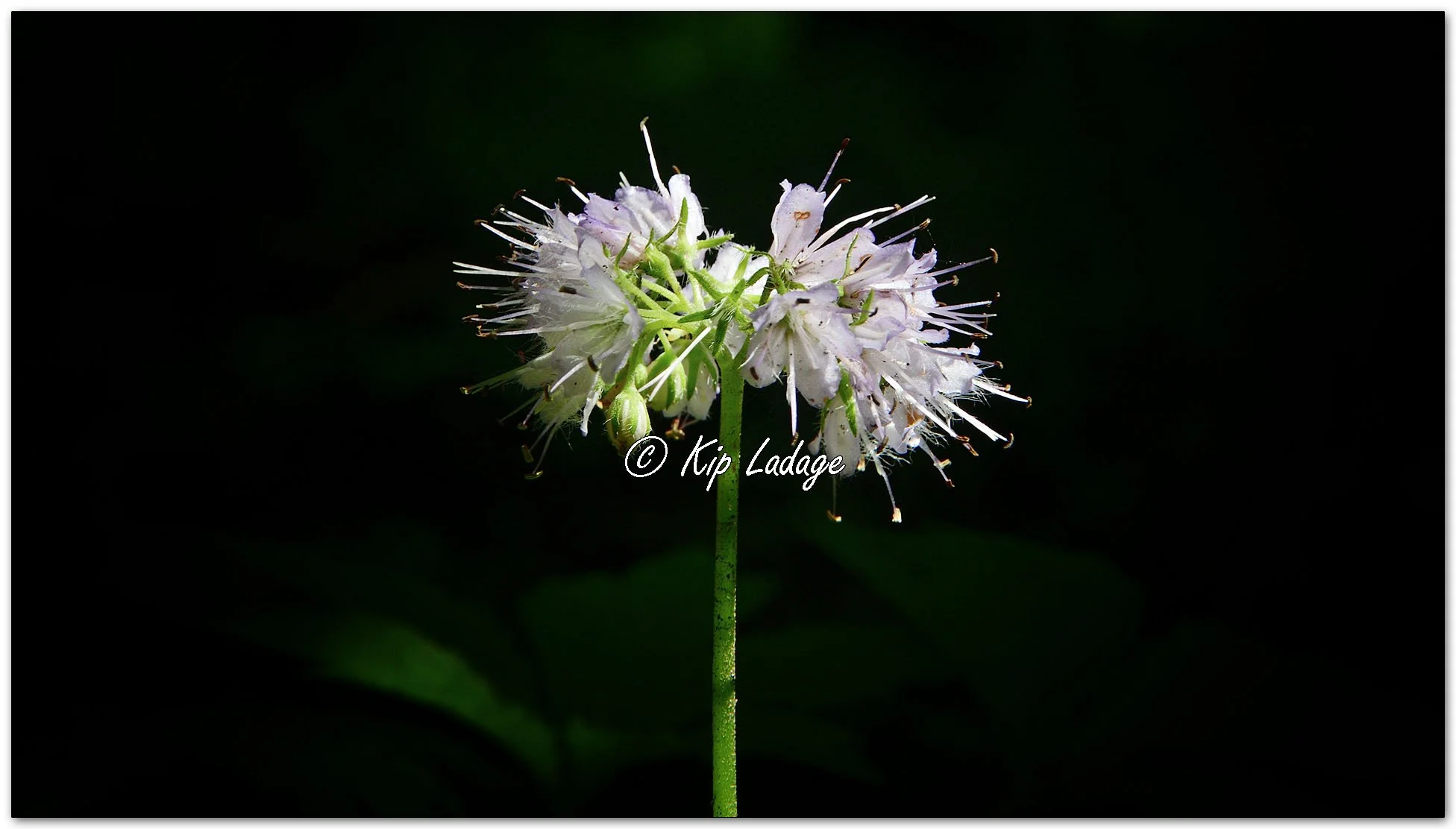 Virginia Waterleaf - Image 1097998