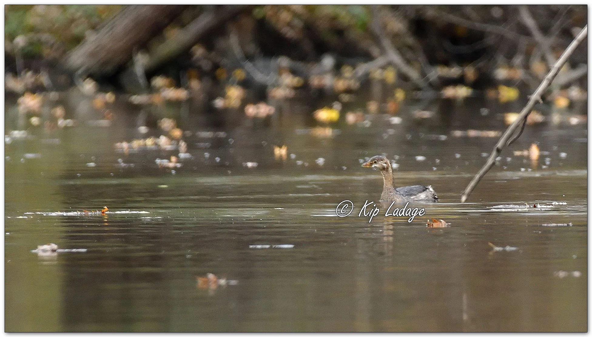 Pied-billed Grebe - Image 1168211