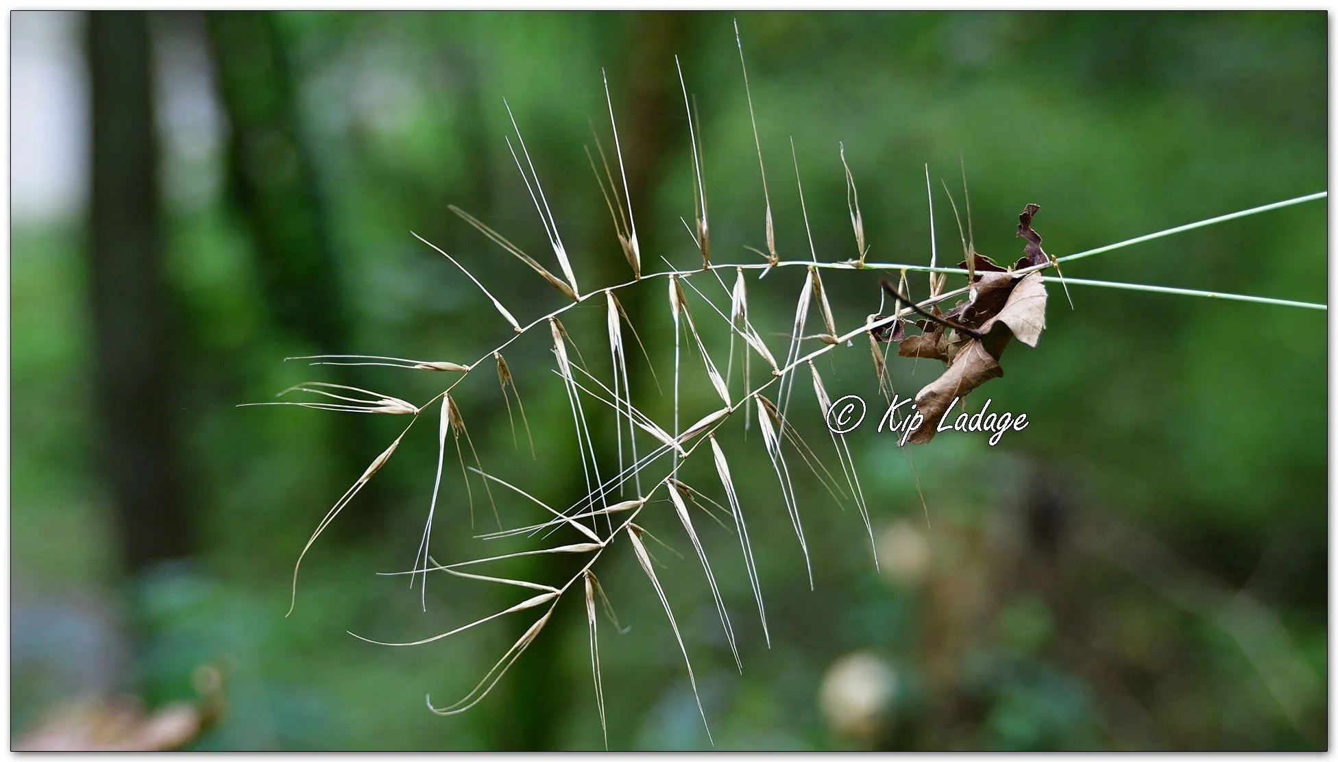 Eastern Bottle-brush Grass - Image 1151374
