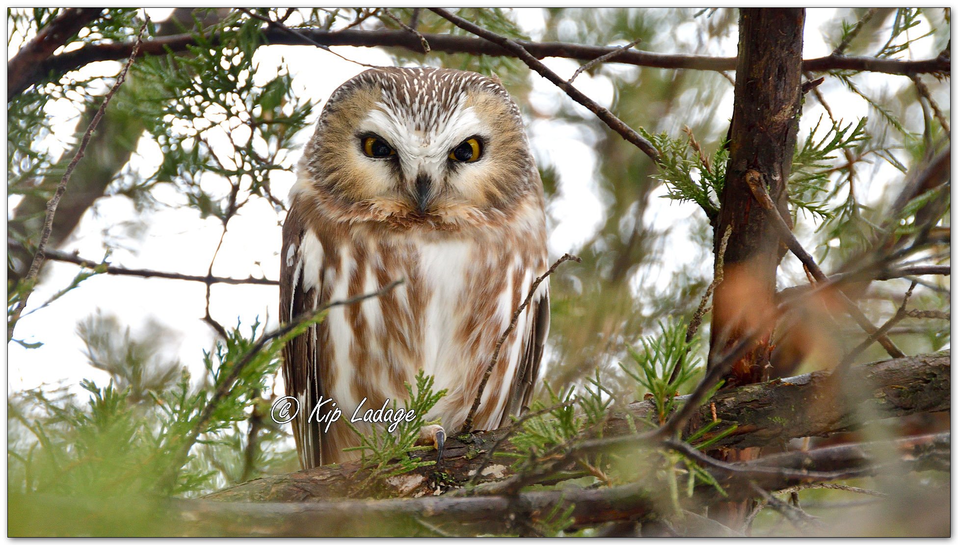 Saw-whet Owl - Image 1052693