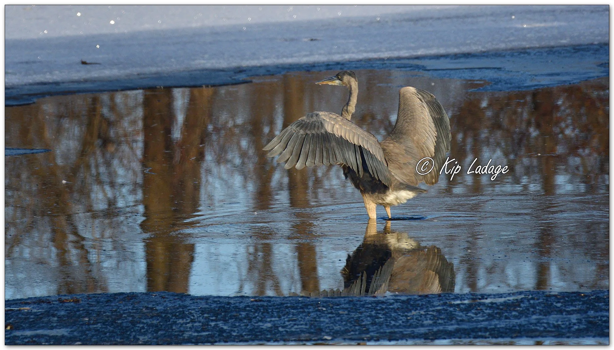 Great Blue Heron in Winter - Image 1050756